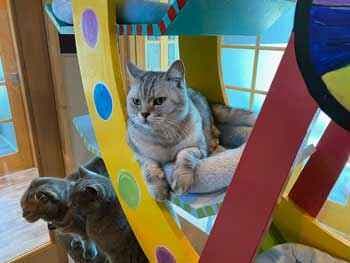 three cats on a carousel