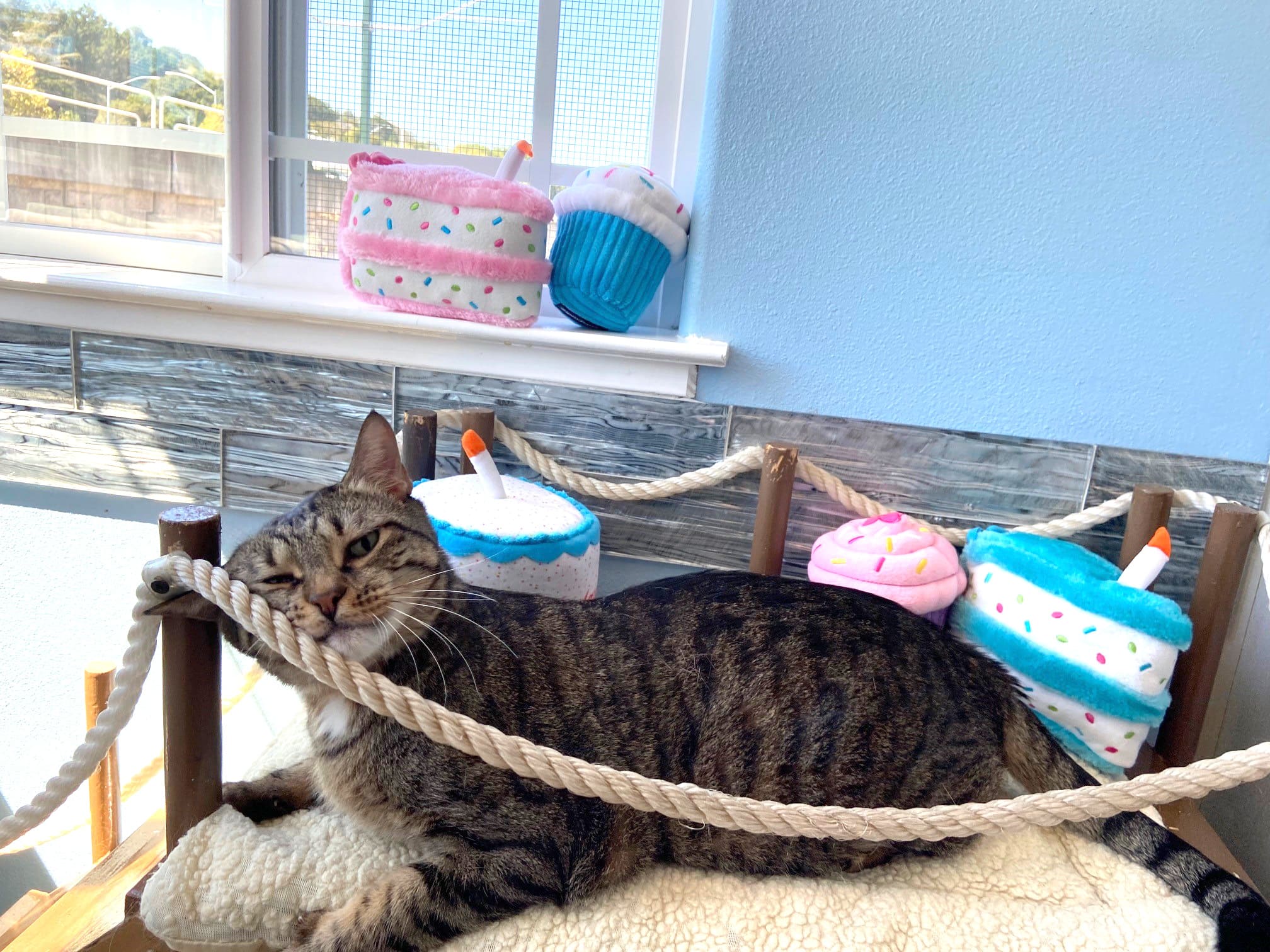 Boat Dock Playroom For Cats | The Cat's Inn