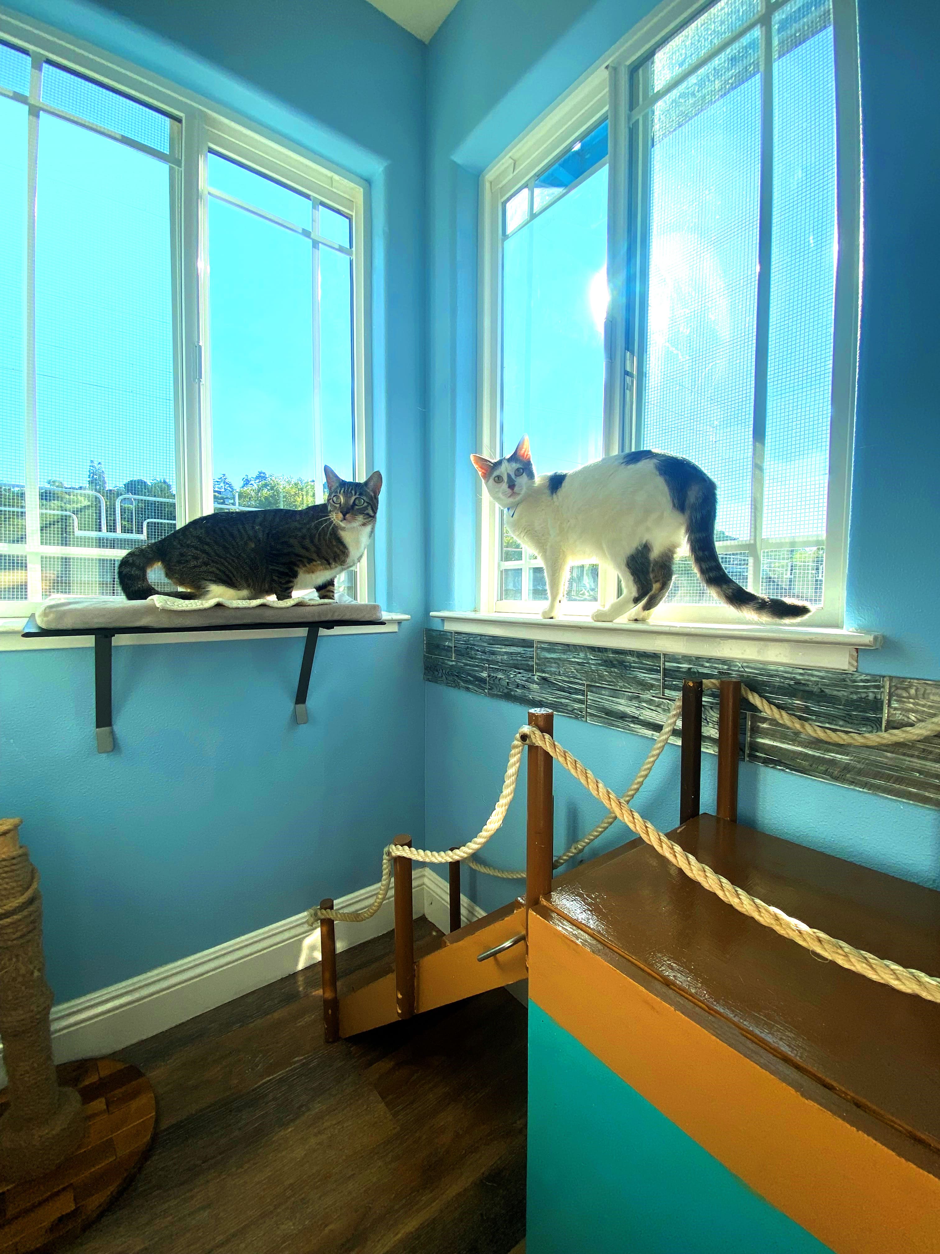 Boat Dock Playroom For Cats | The Cat's Inn