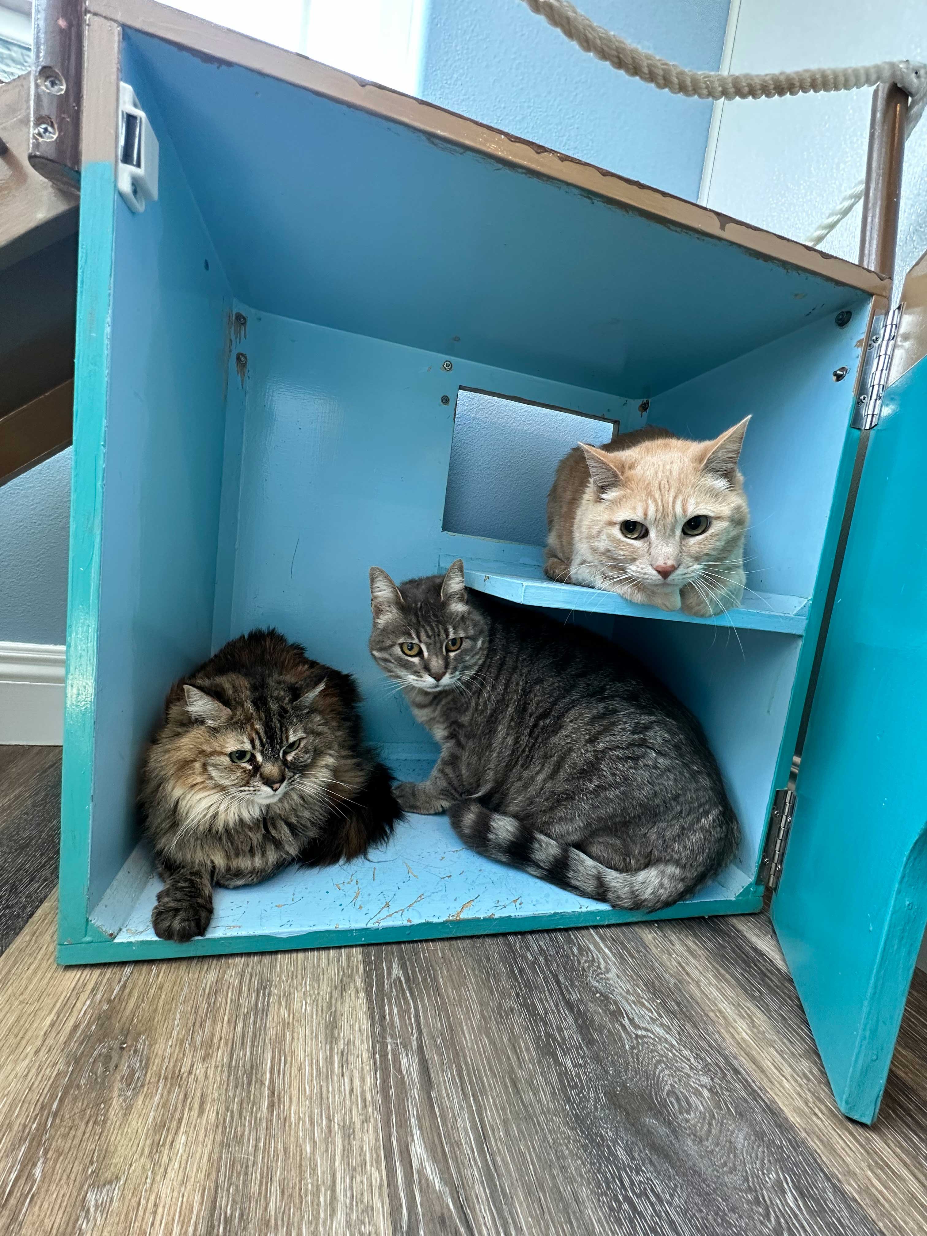 Boat Dock Playroom For Cats | The Cat's Inn