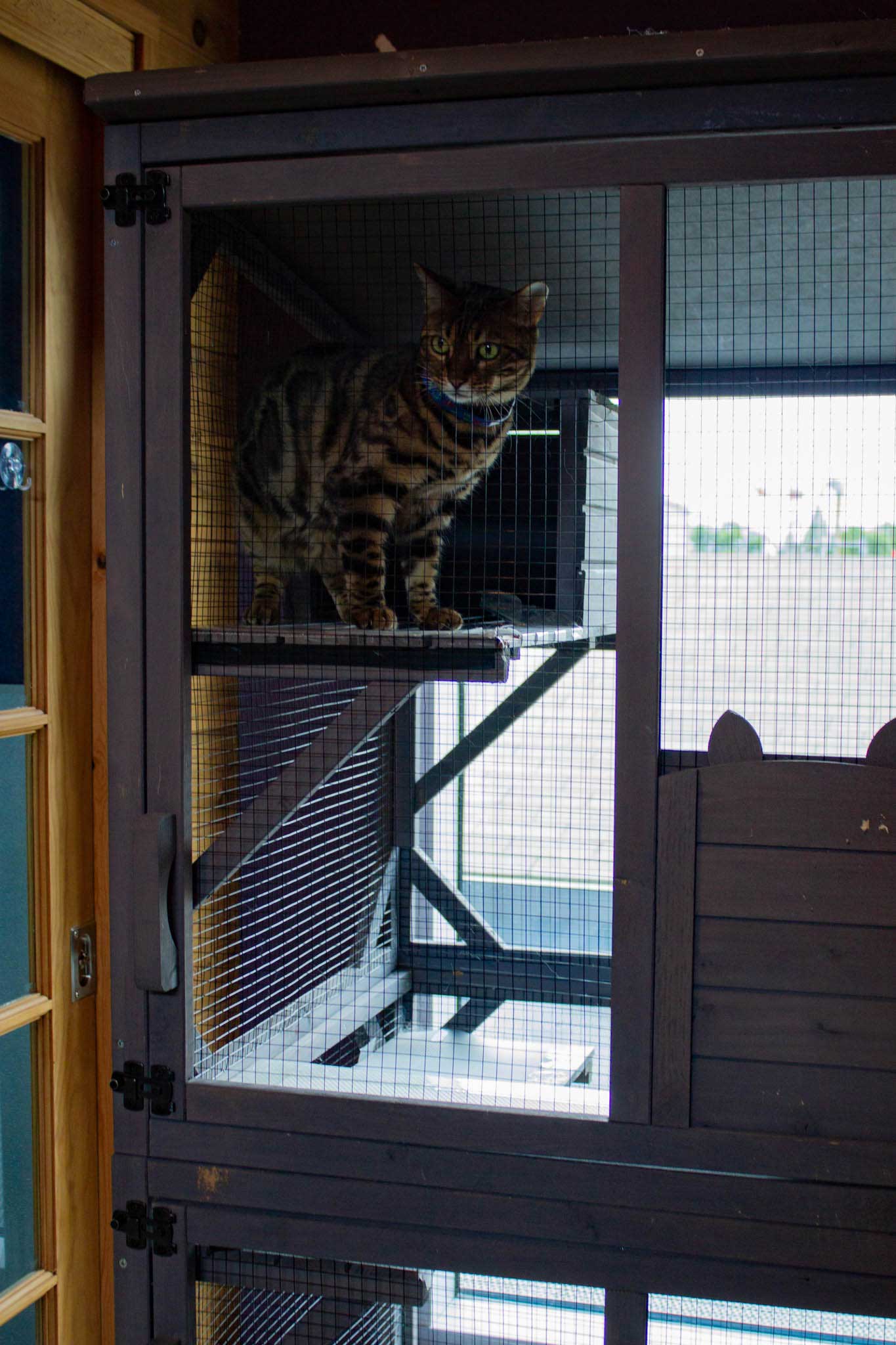 Zen Playroom For Cats | The Cat's Inn