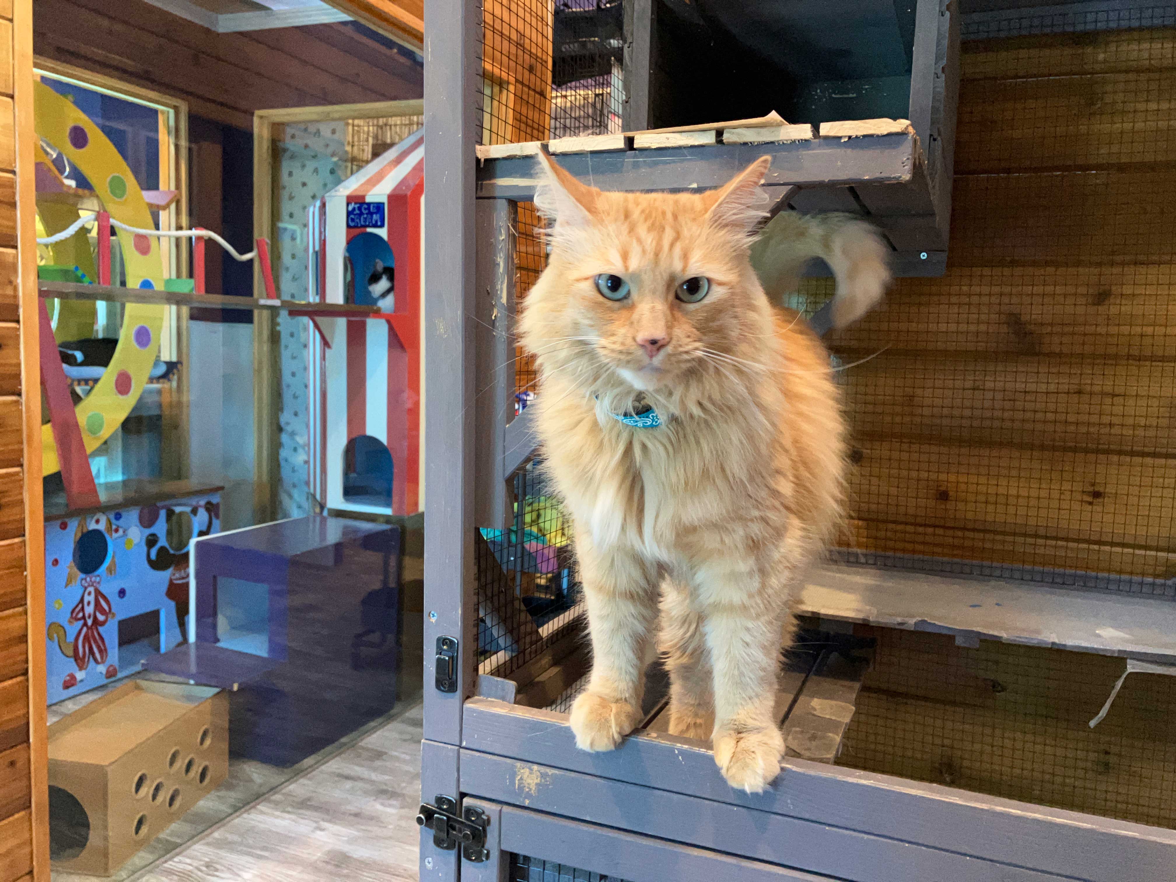 Zen Playroom For Cats | The Cat's Inn