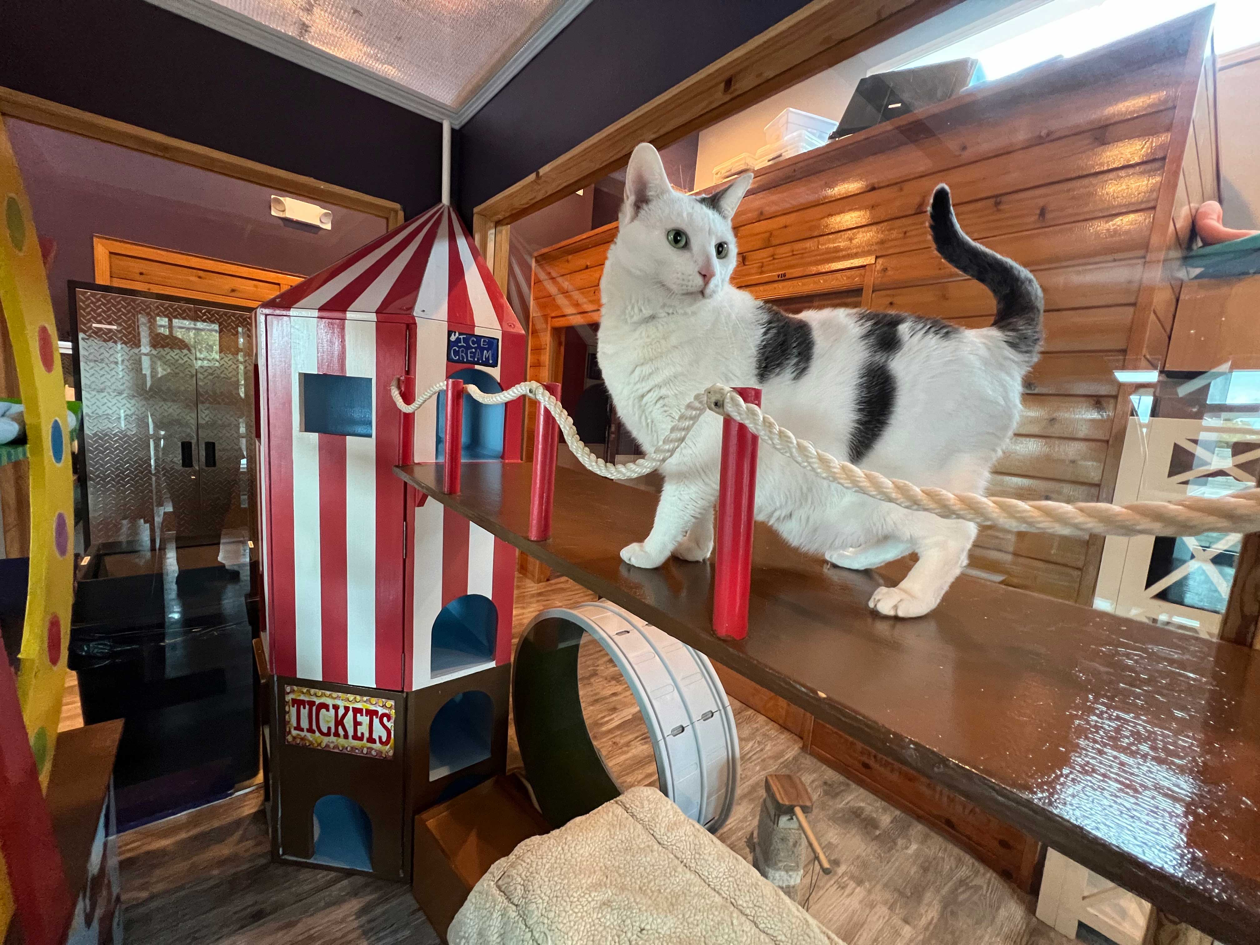 Carnival Playroom For Cats | The Cat's Inn