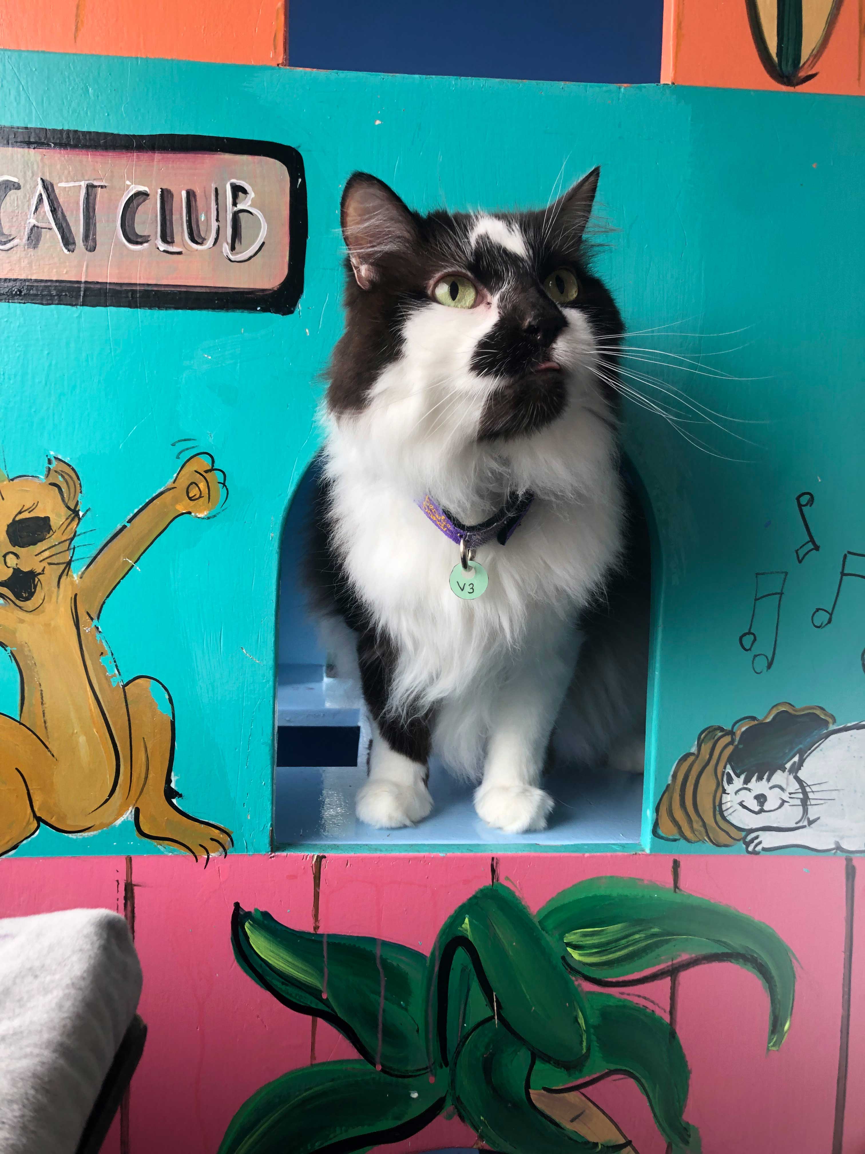 Tropical Playroom For Cats | The Cat's Inn