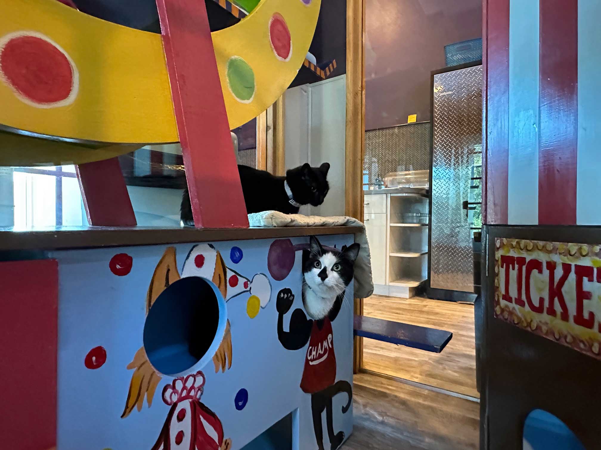 Carnival Playroom For Cats | The Cat's Inn