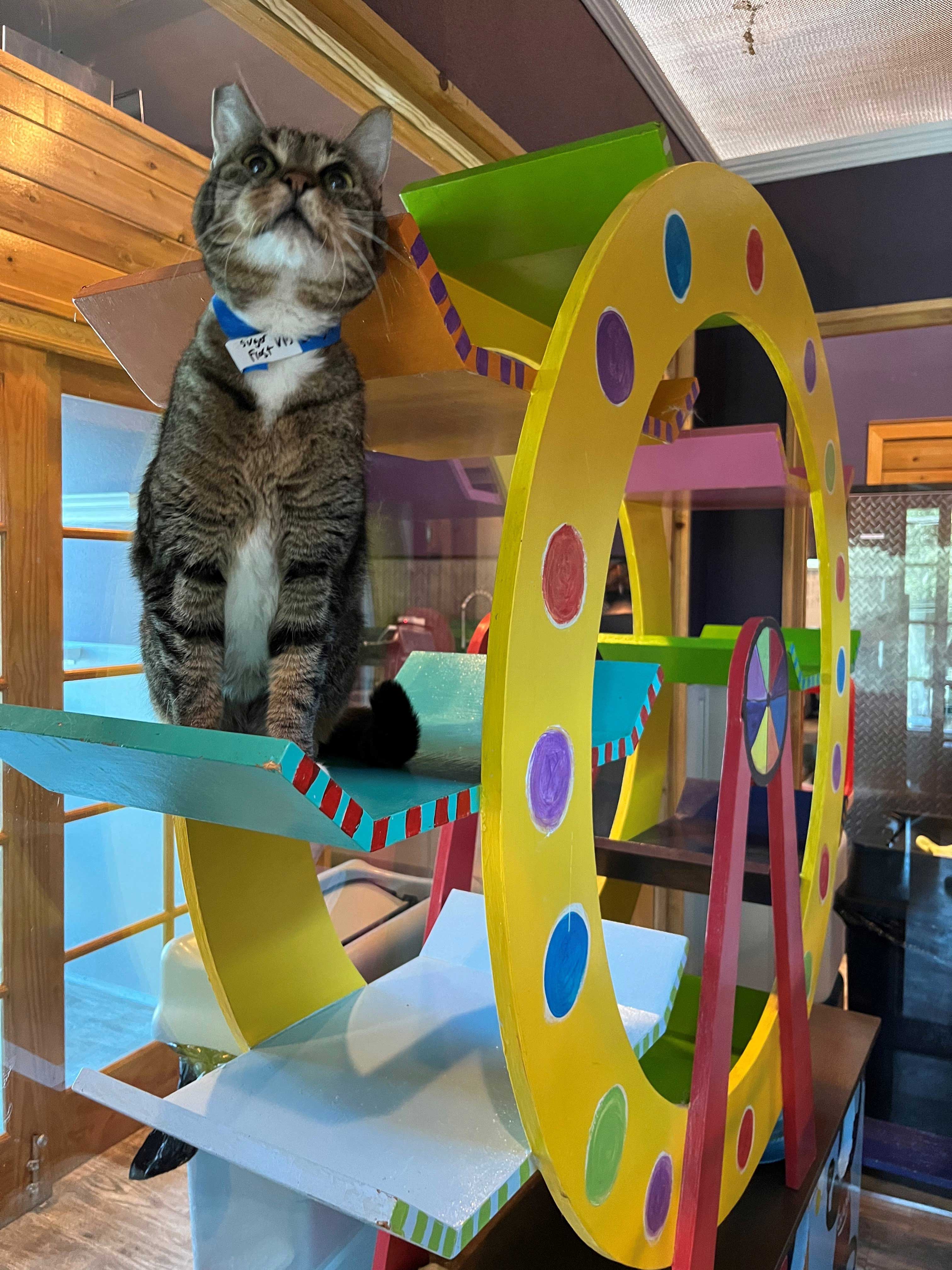 Carnival Playroom For Cats | The Cat's Inn