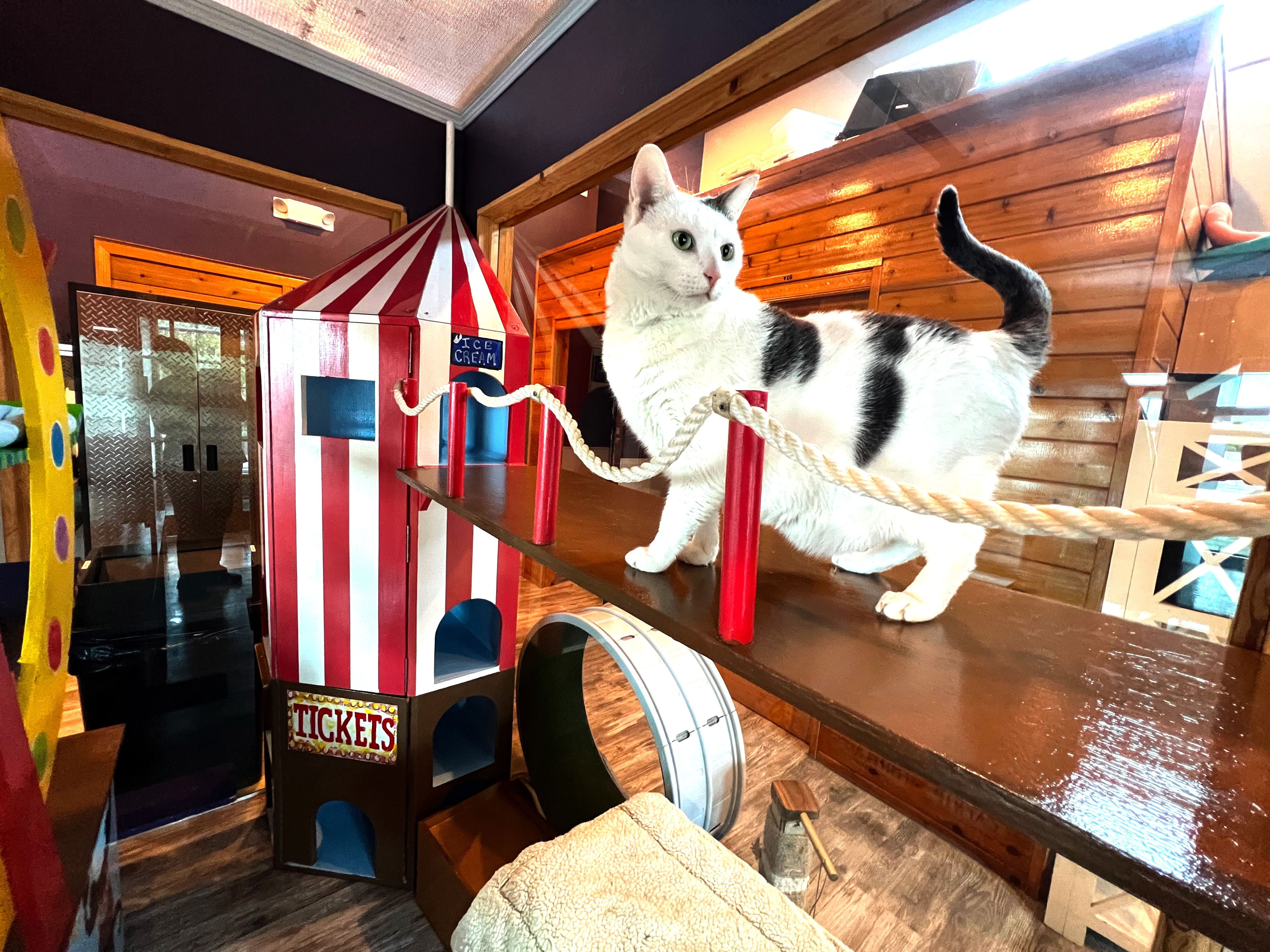 Carnival Playroom For Cats | The Cat's Inn