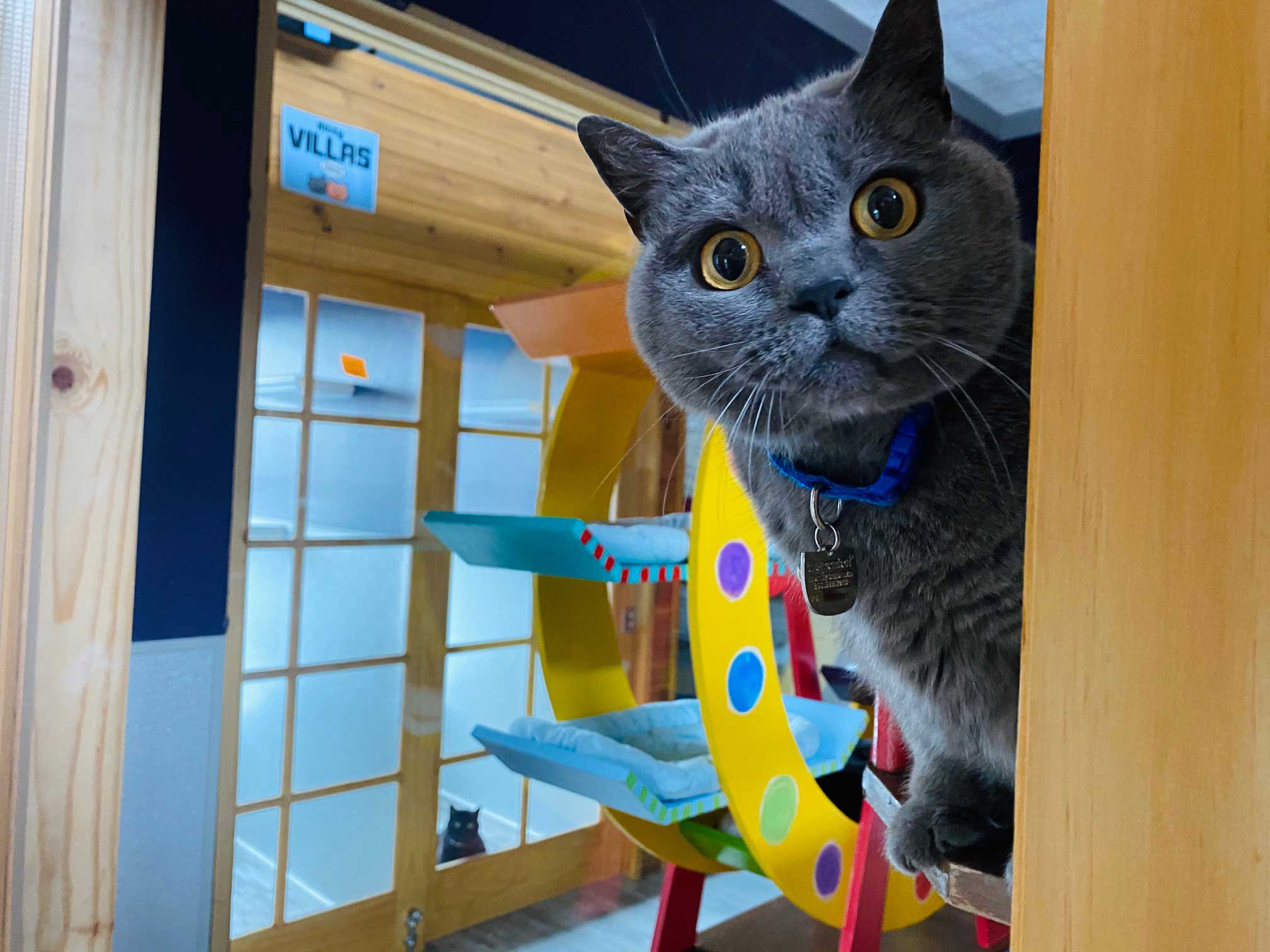 Carnival Playroom For Cats | The Cat's Inn