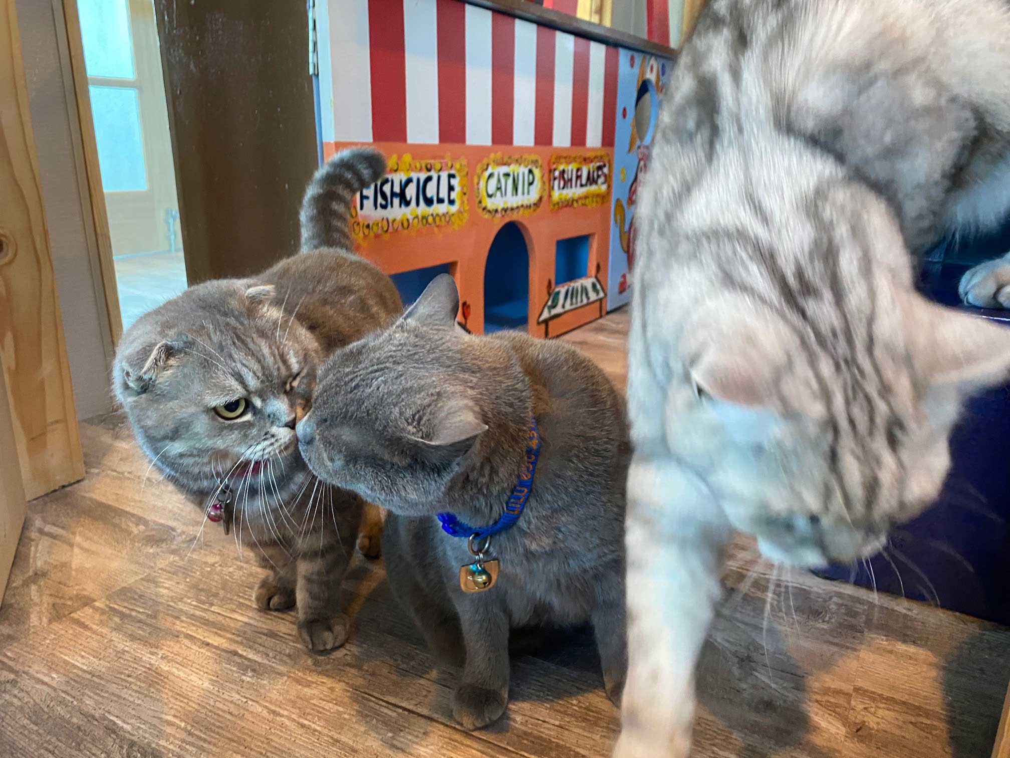 Carnival Playroom For Cats | The Cat's Inn