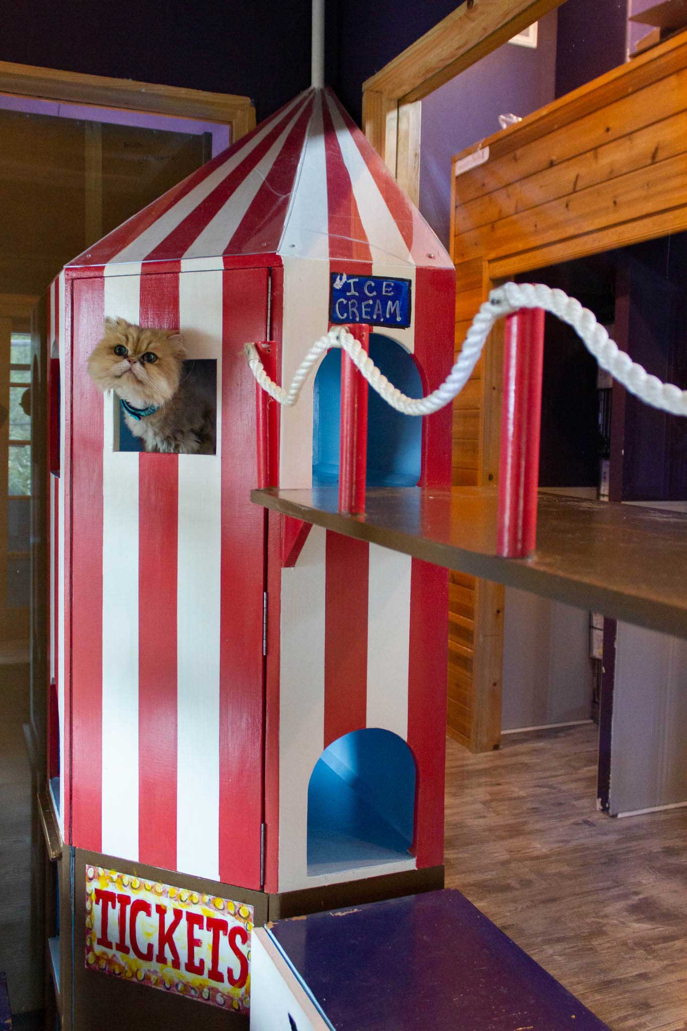 Carnival Playroom For Cats | The Cat's Inn