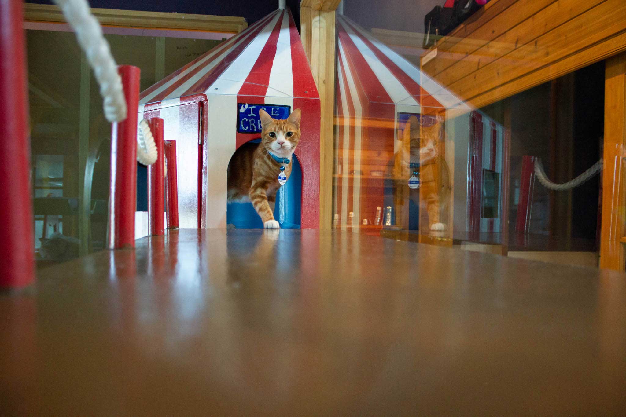 Carnival Playroom For Cats | The Cat's Inn