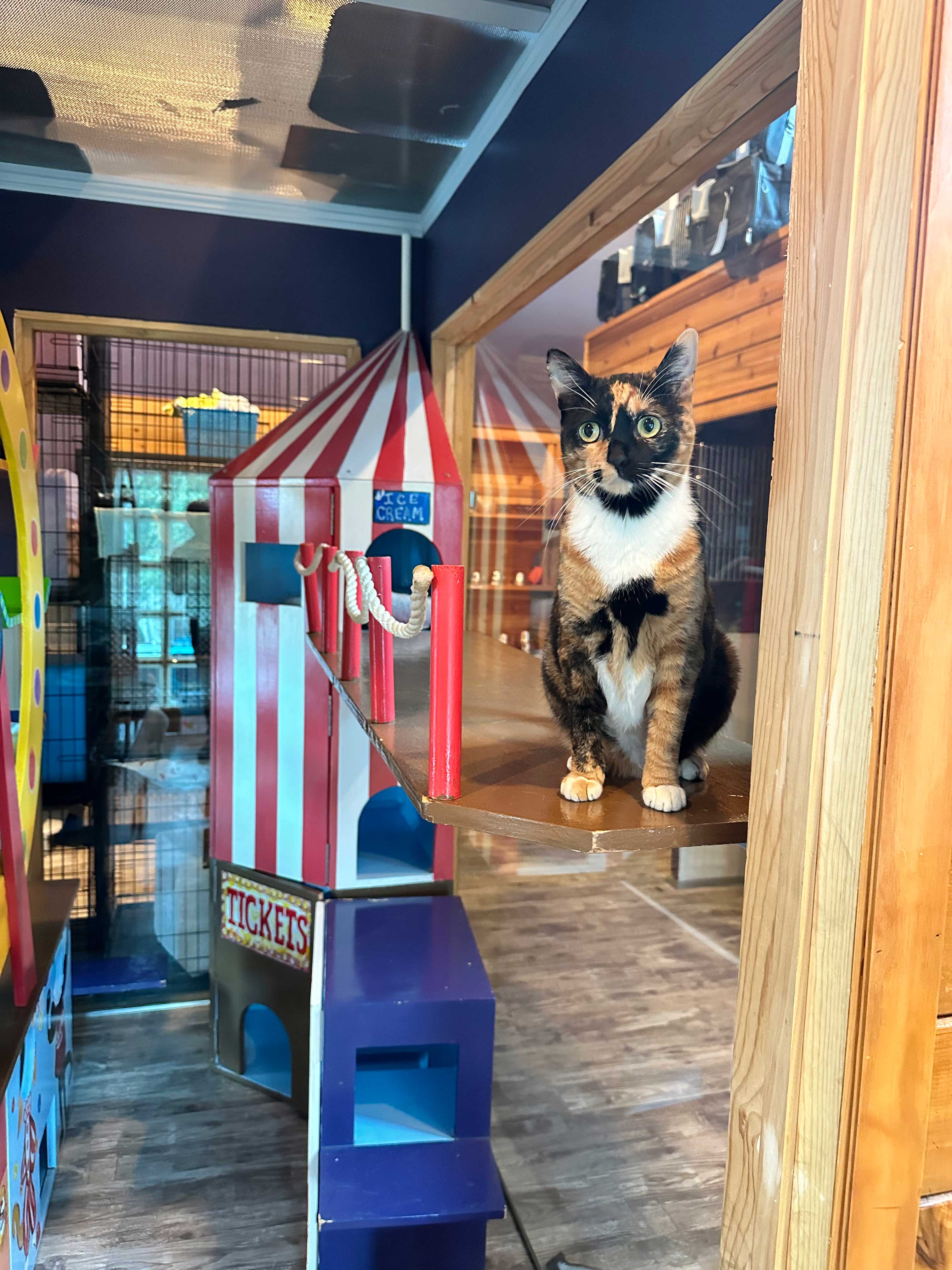 Carnival Playroom For Cats | The Cat's Inn