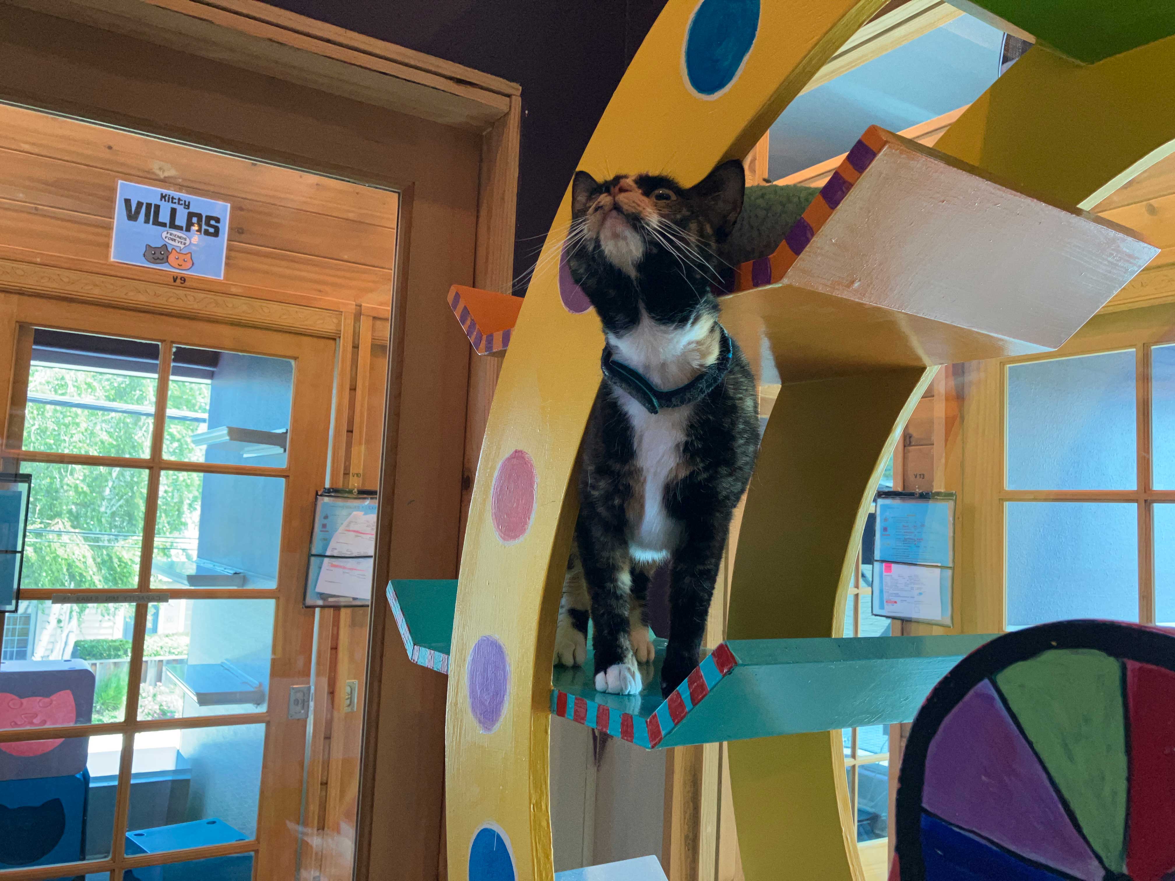 Carnival Playroom For Cats | The Cat's Inn