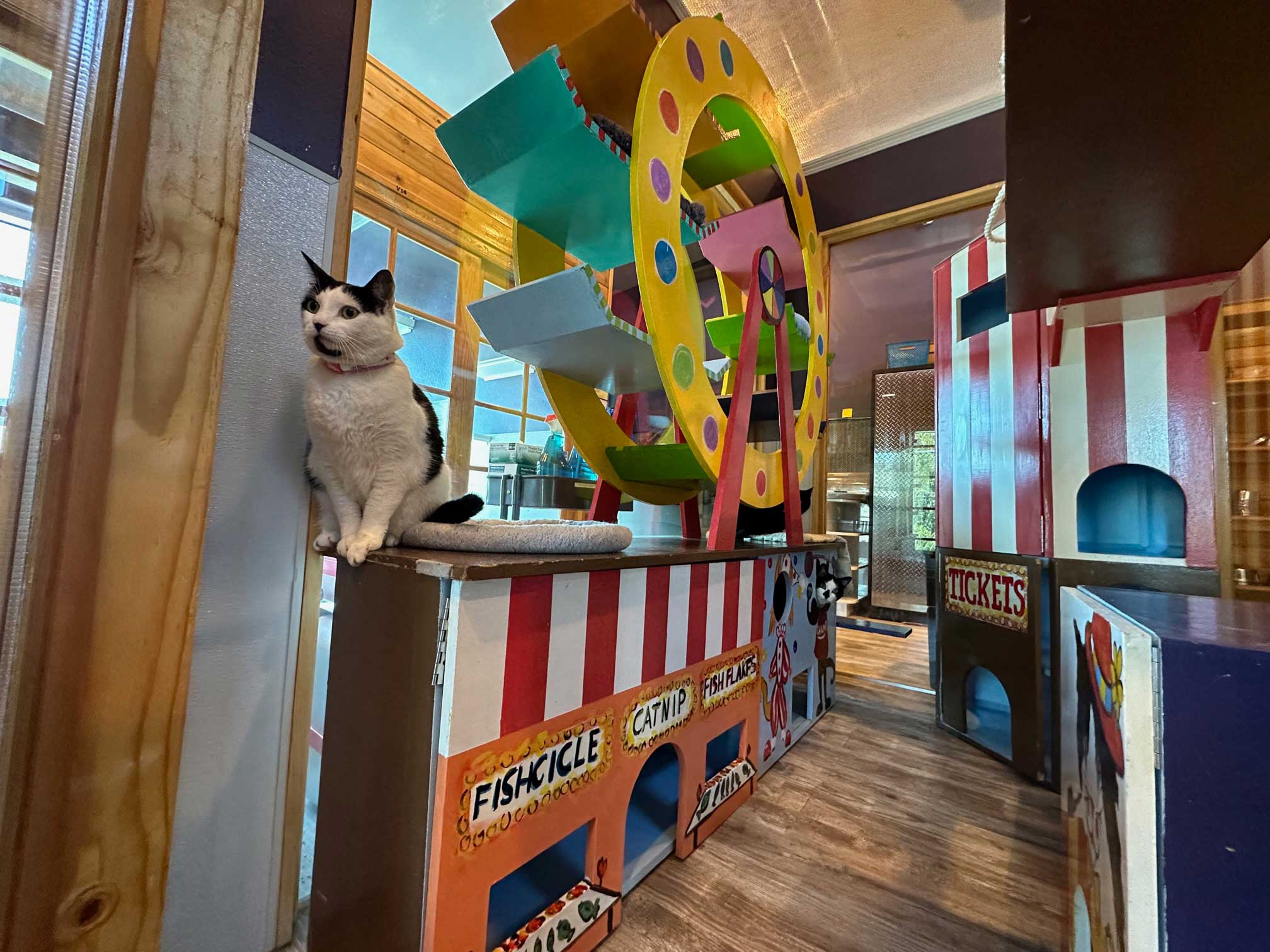 Carnival Playroom For Cats | The Cat's Inn