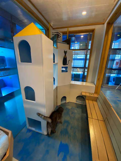 Egyptian Cat Playroom | The Cat's Inn