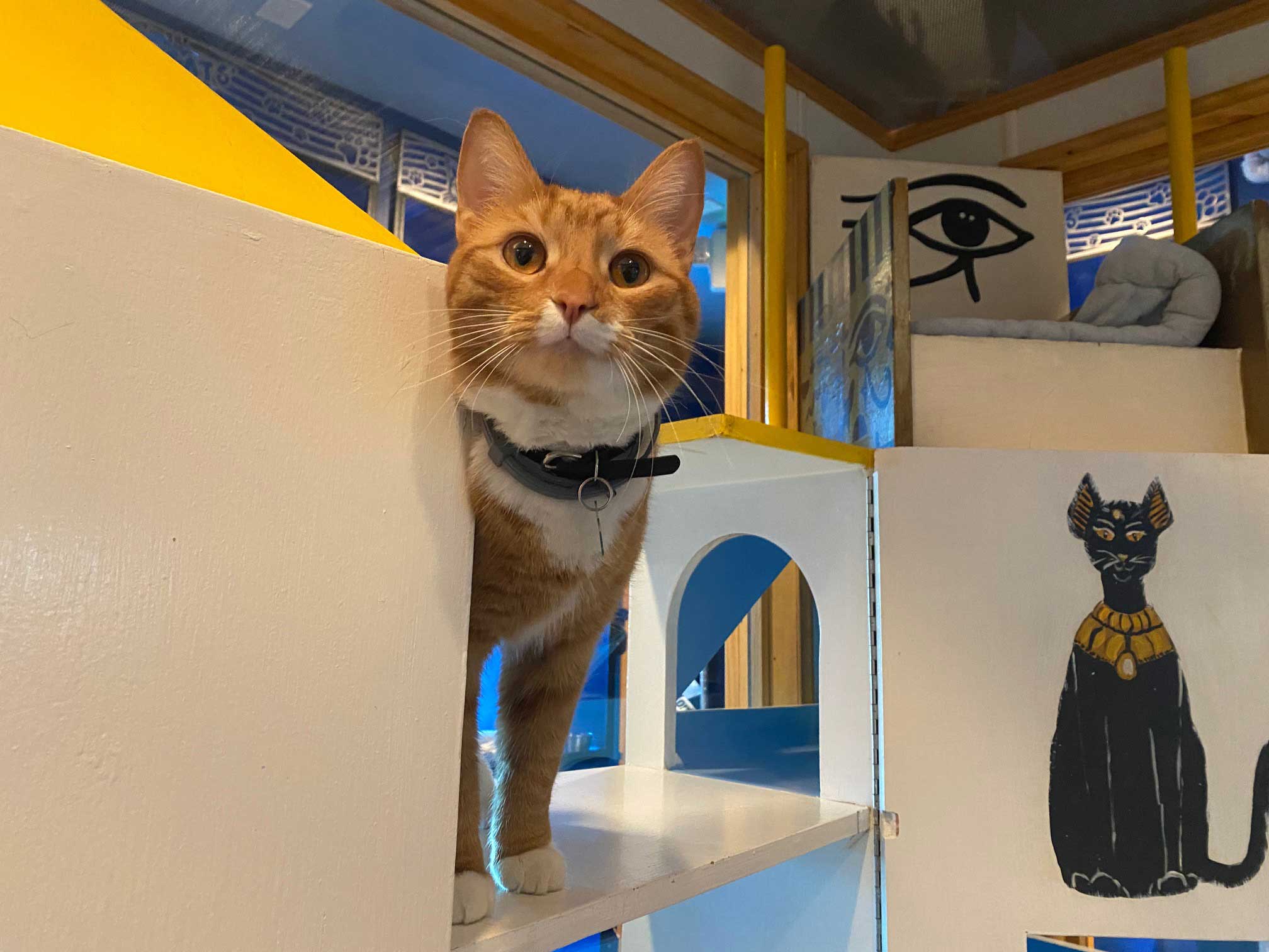 Egyptian Cat Playroom | The Cat's Inn