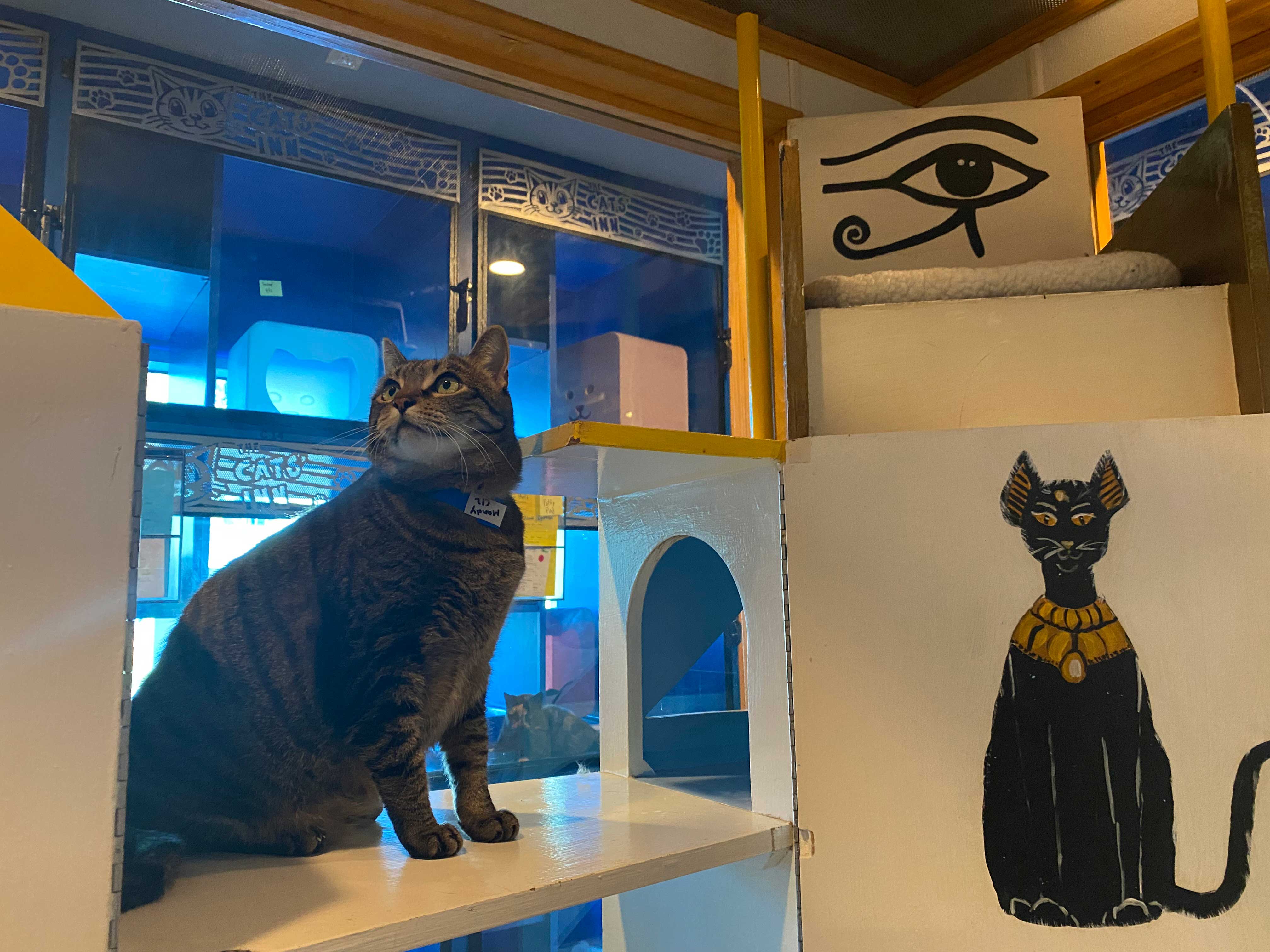 Egyptian Cat Playroom | The Cat's Inn