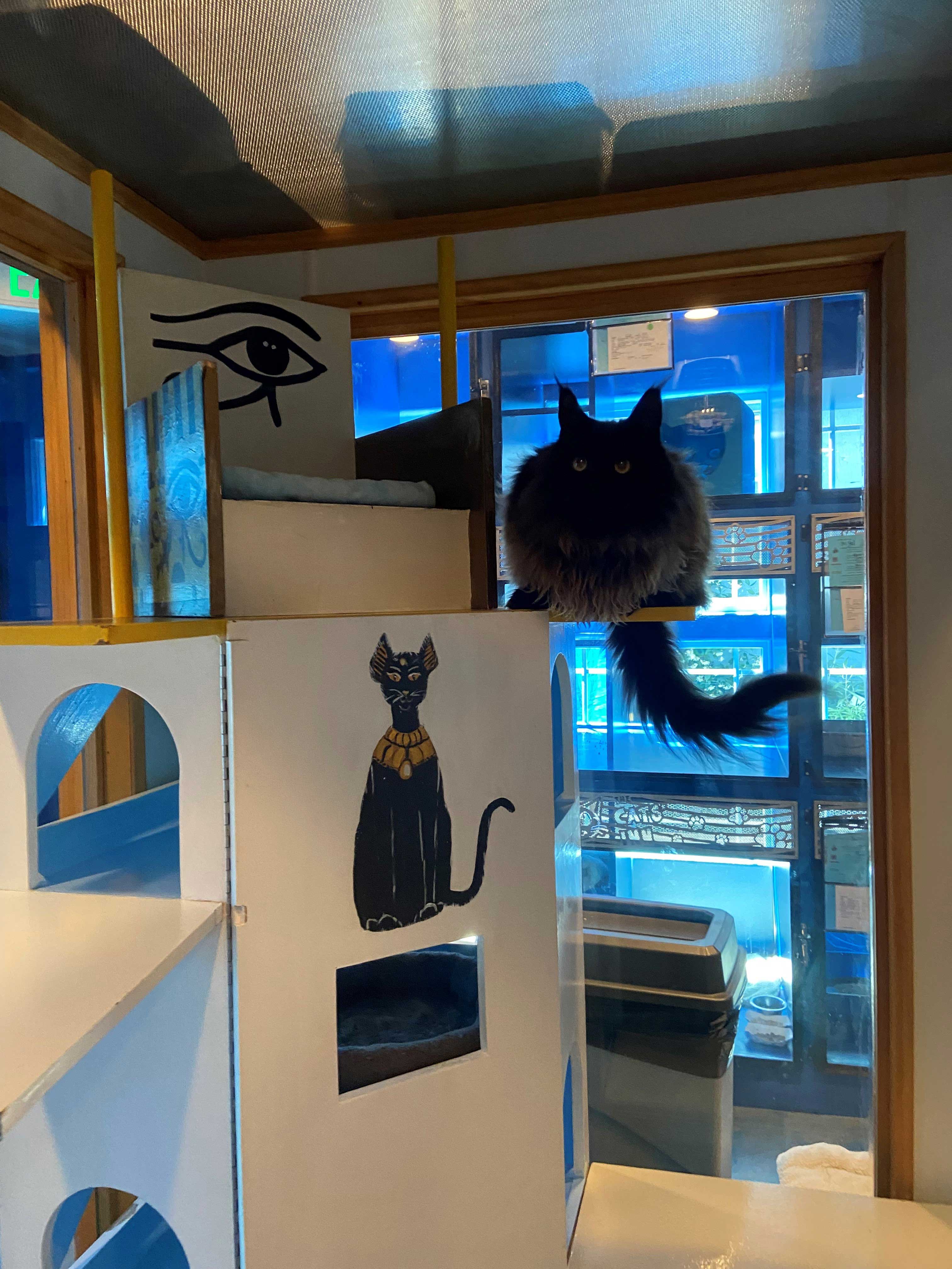 Egyptian Cat Playroom | The Cat's Inn