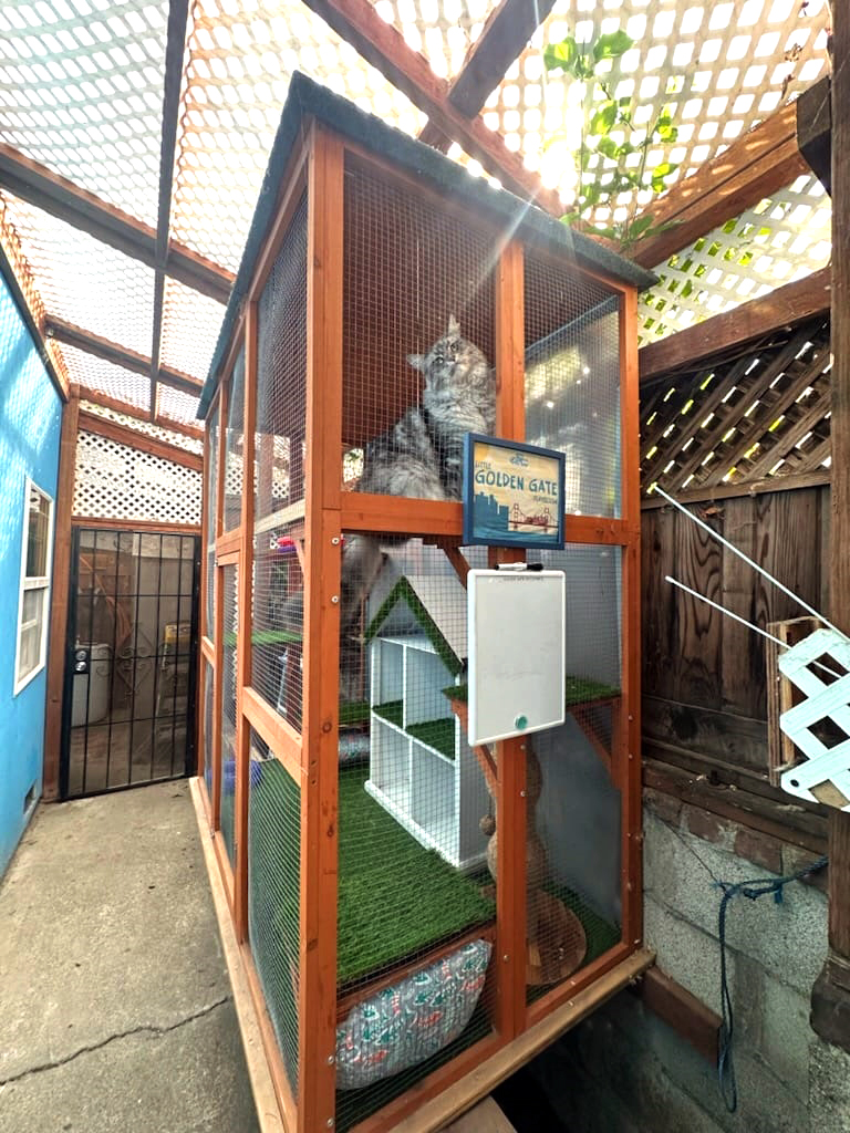 Golden Gate Playroom For Cats | The Cat's Inn