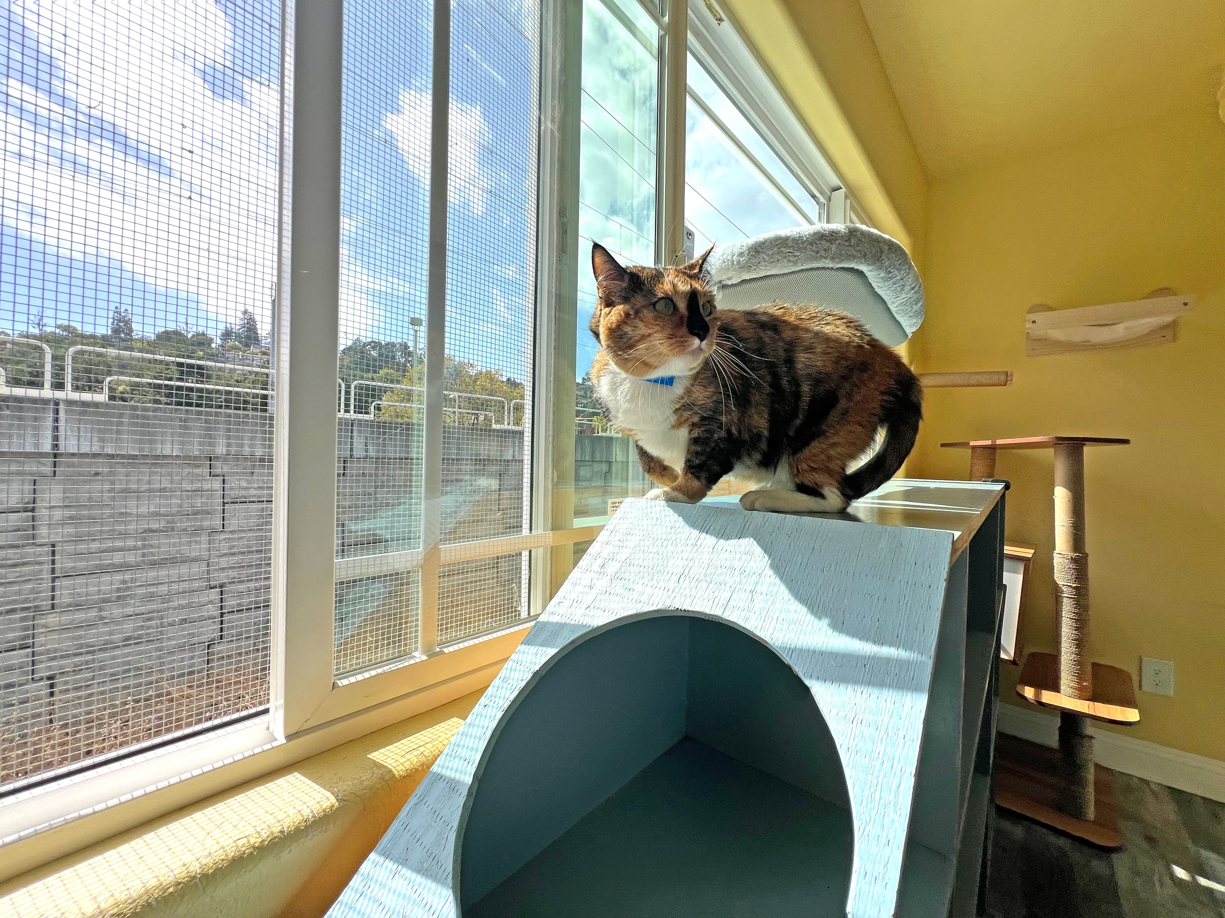 Sanctuary Cat Playroom | The Cat's Inn