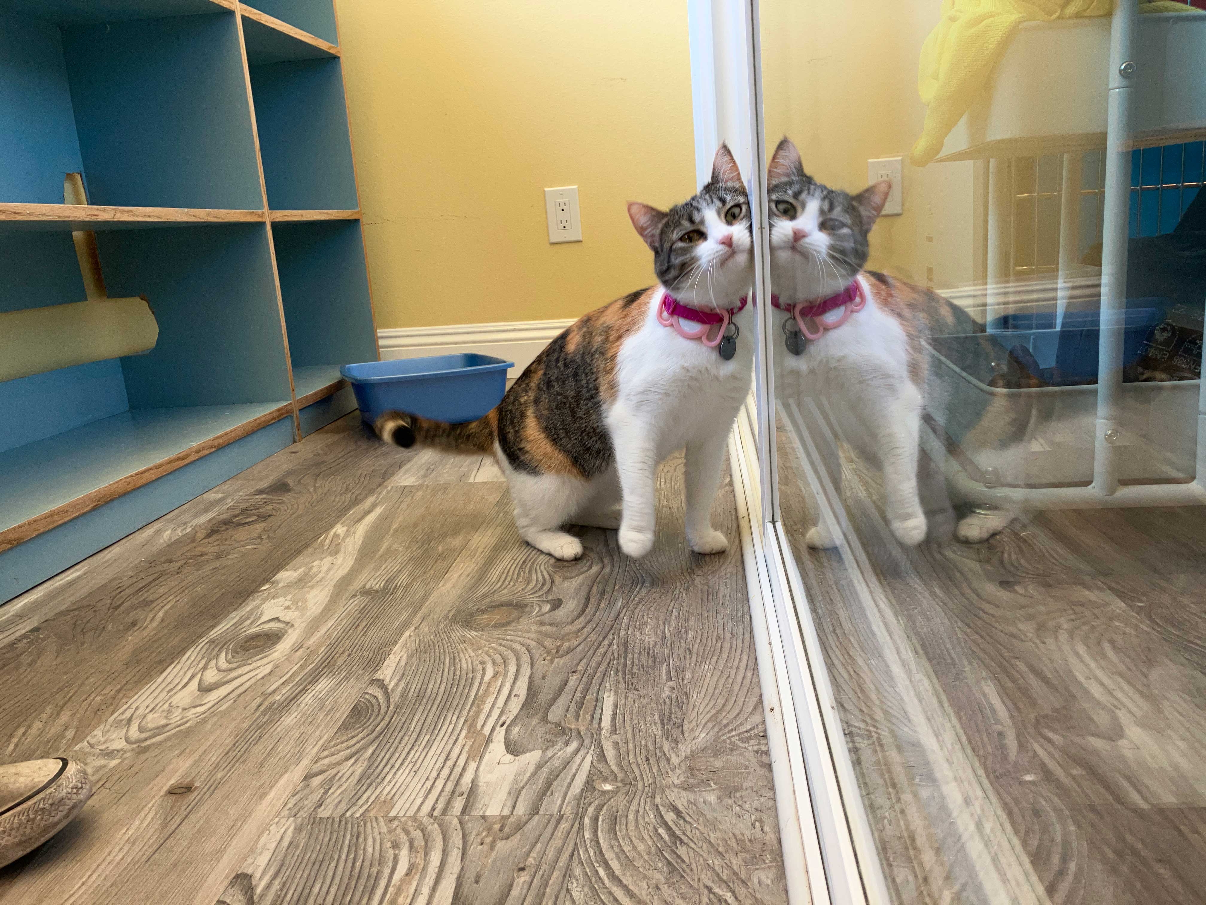 Sanctuary Cat Playroom | The Cat's Inn