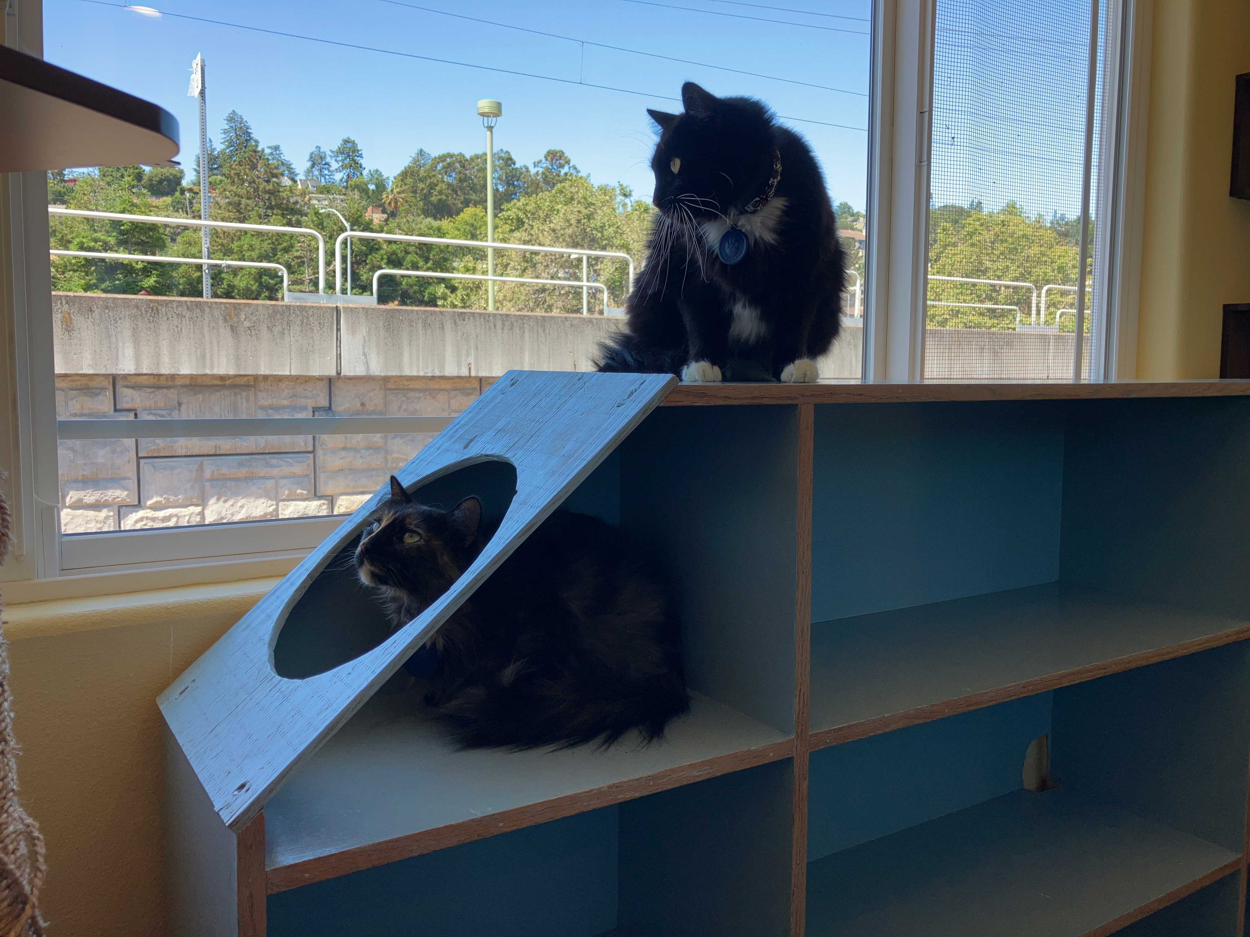 Sanctuary Cat Playroom | The Cat's Inn