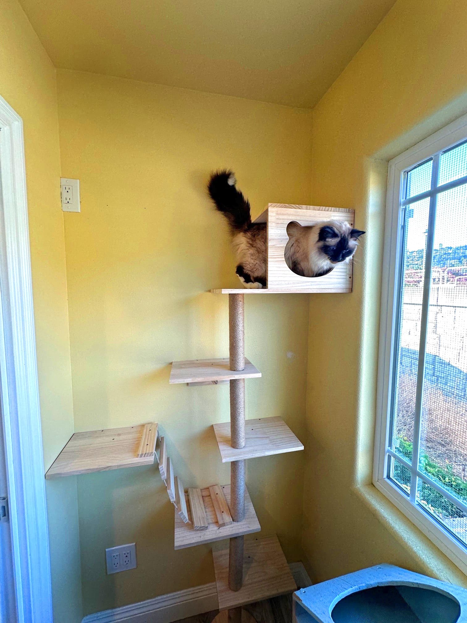 Sanctuary Cat Playroom | The Cat's Inn