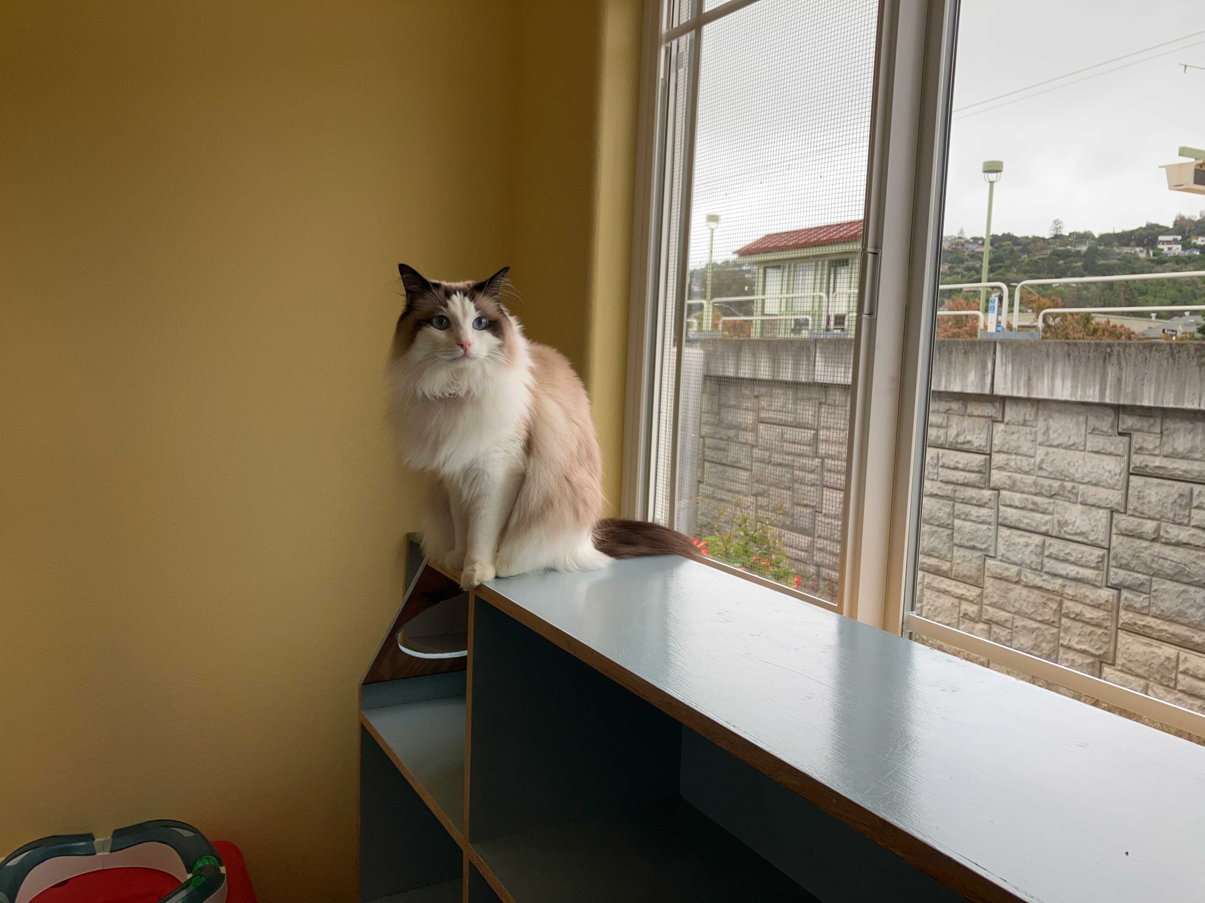 Sanctuary Cat Playroom | The Cat's Inn