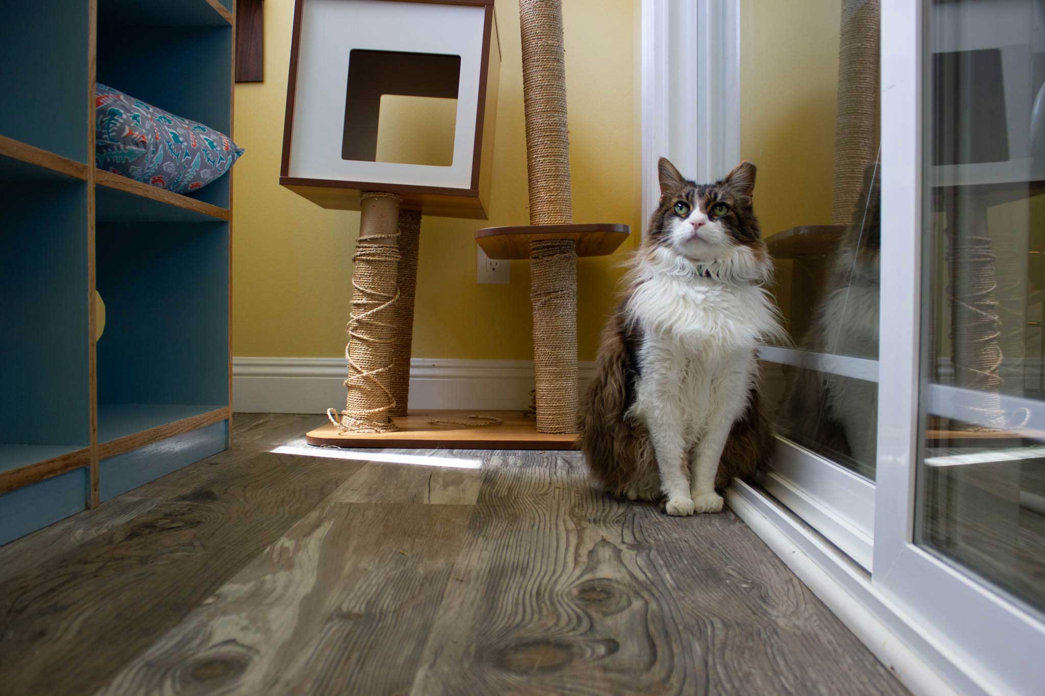 Sanctuary Cat Playroom | The Cat's Inn