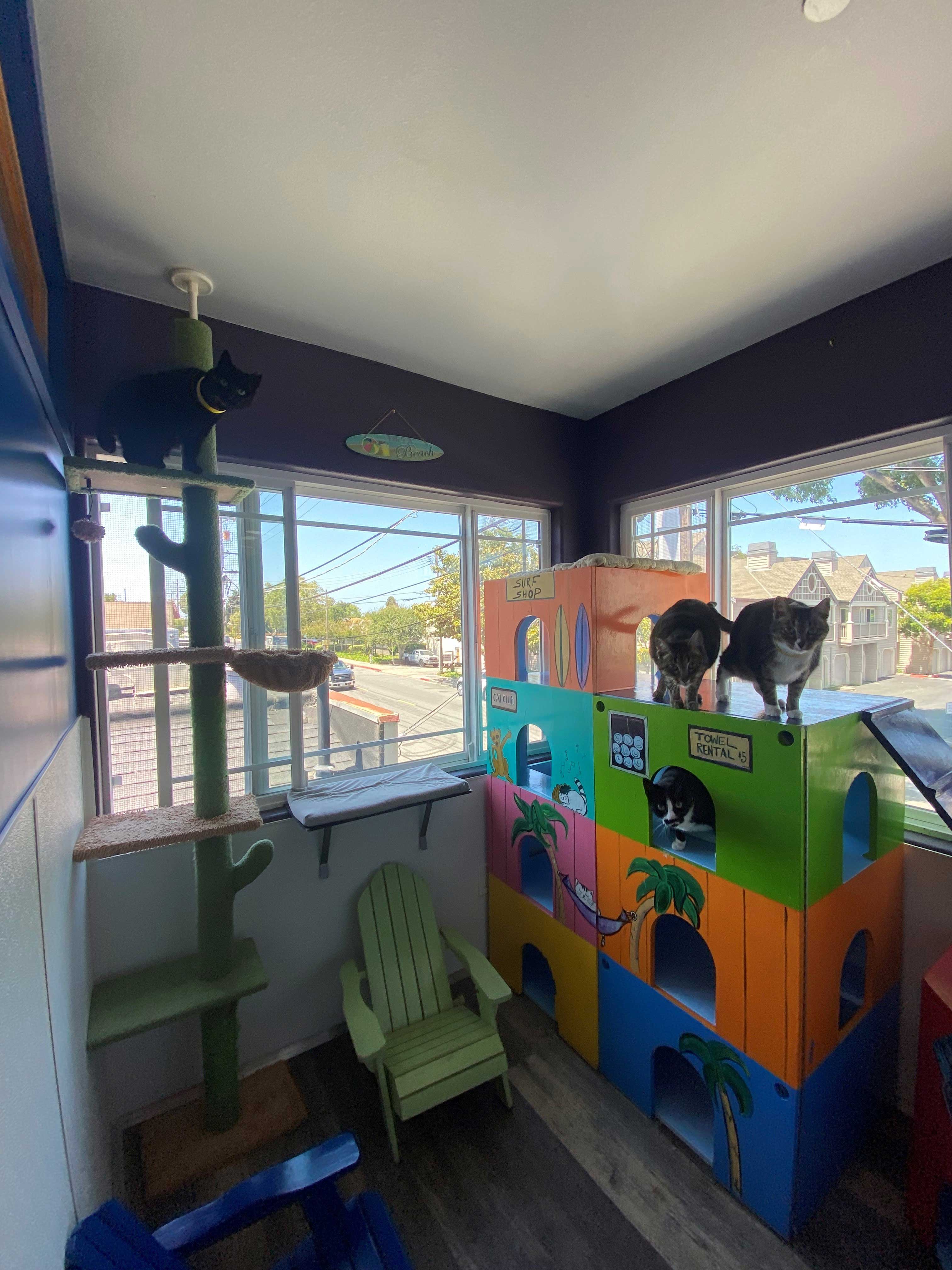 Tropical Playroom For Cats | The Cat's Inn