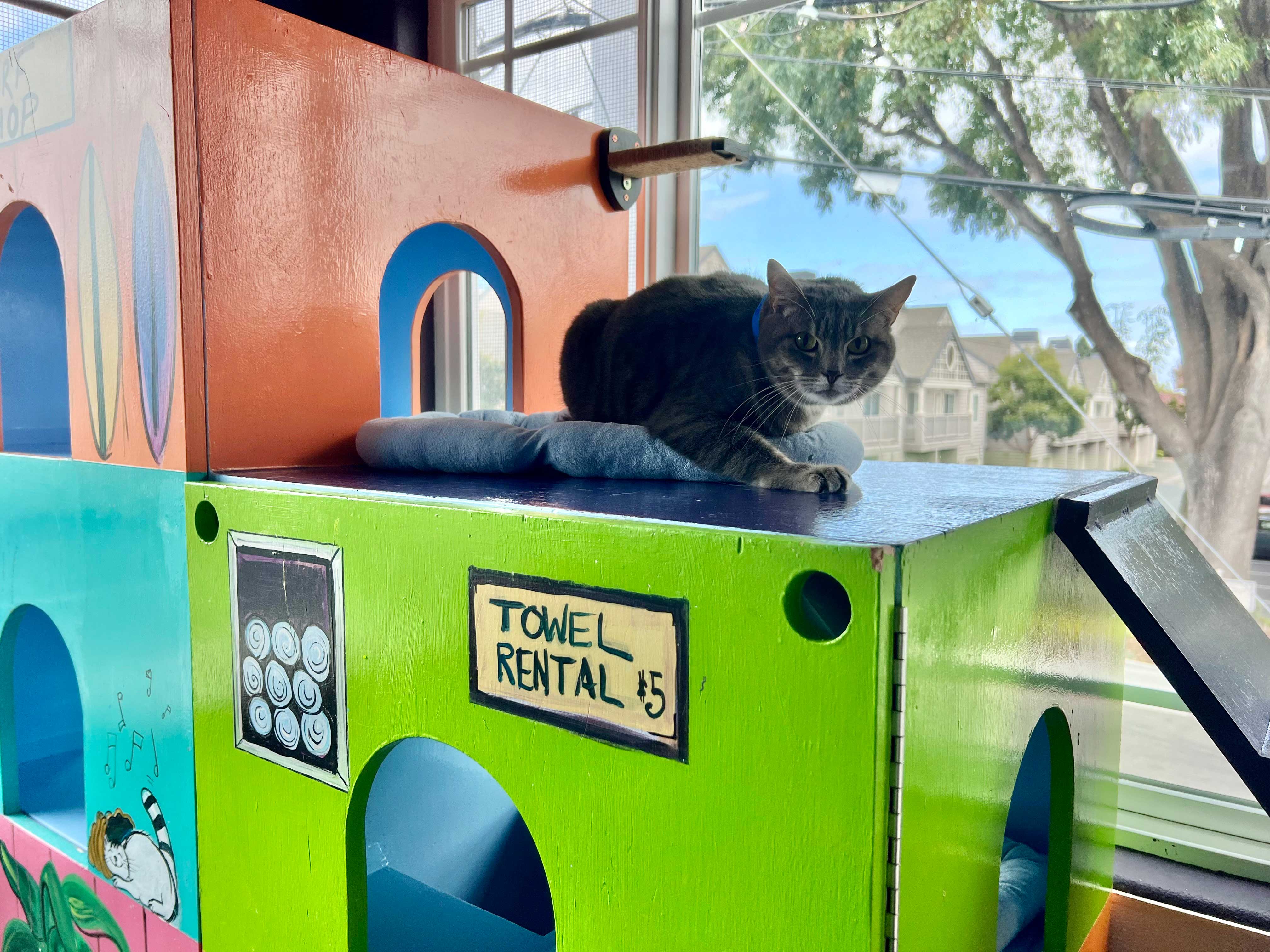 Tropical Playroom For Cats | The Cat's Inn