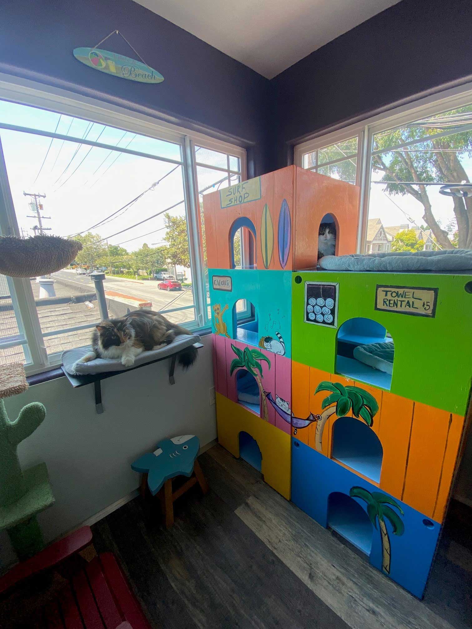 Tropical Playroom For Cats | The Cat's Inn