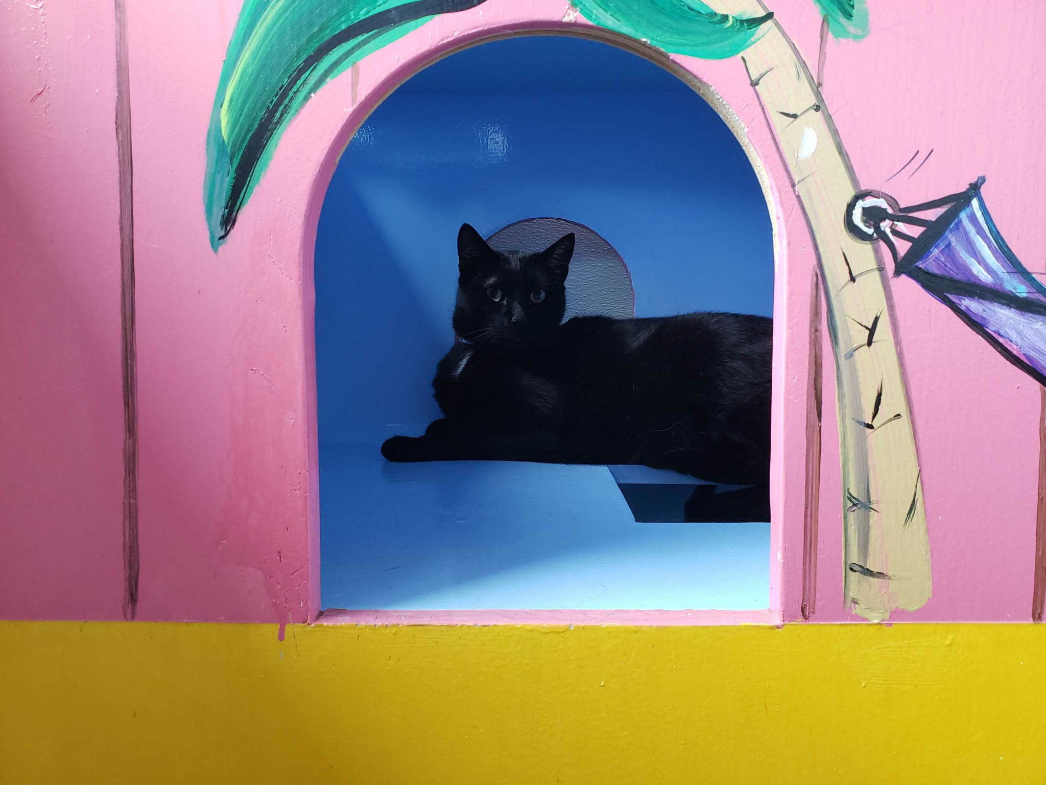 Tropical Playroom For Cats | The Cat's Inn