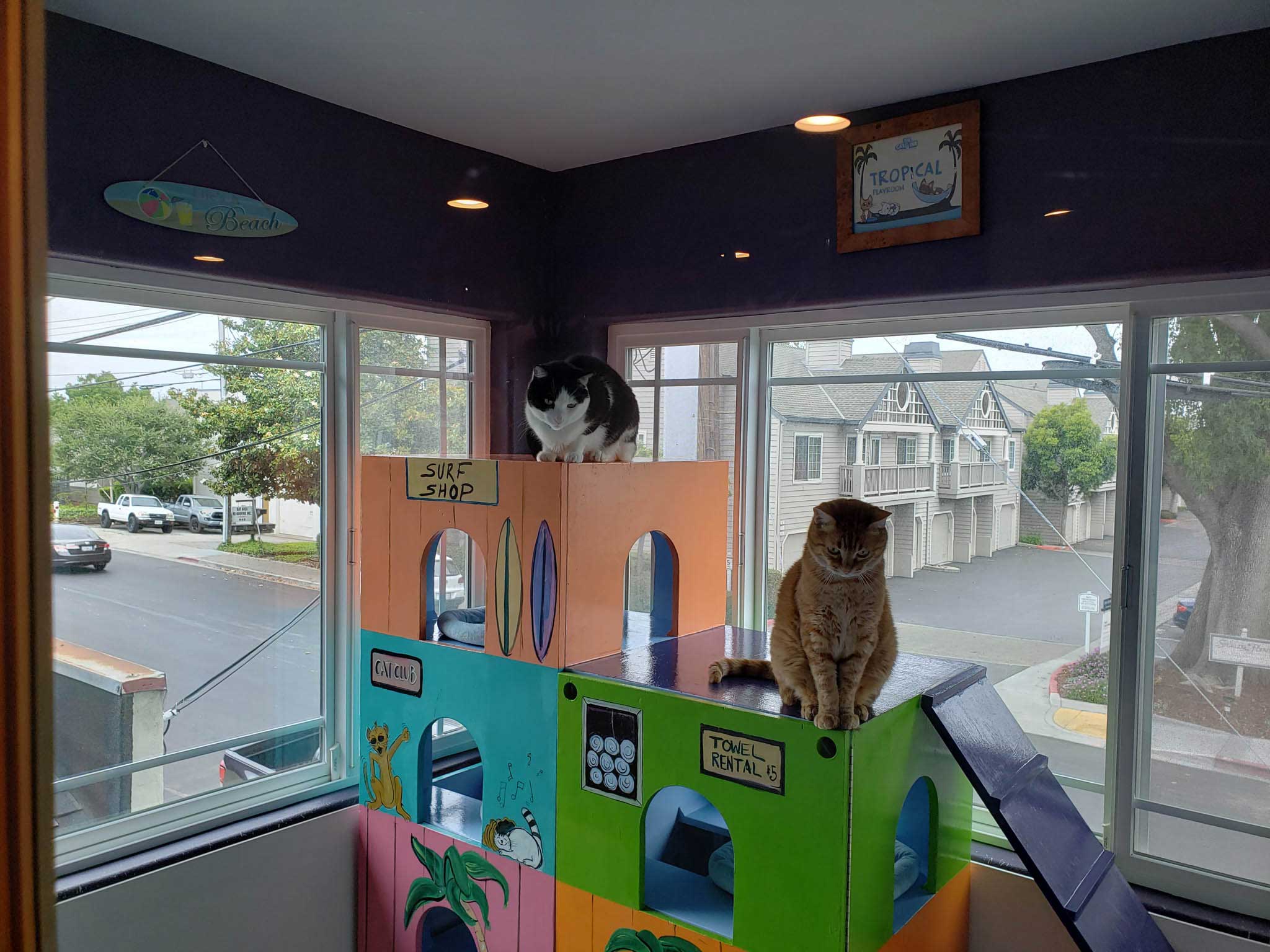 Tropical Playroom For Cats | The Cat's Inn