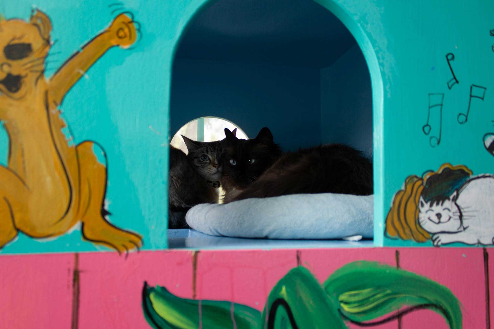 Tropical Playroom For Cats | The Cat's Inn