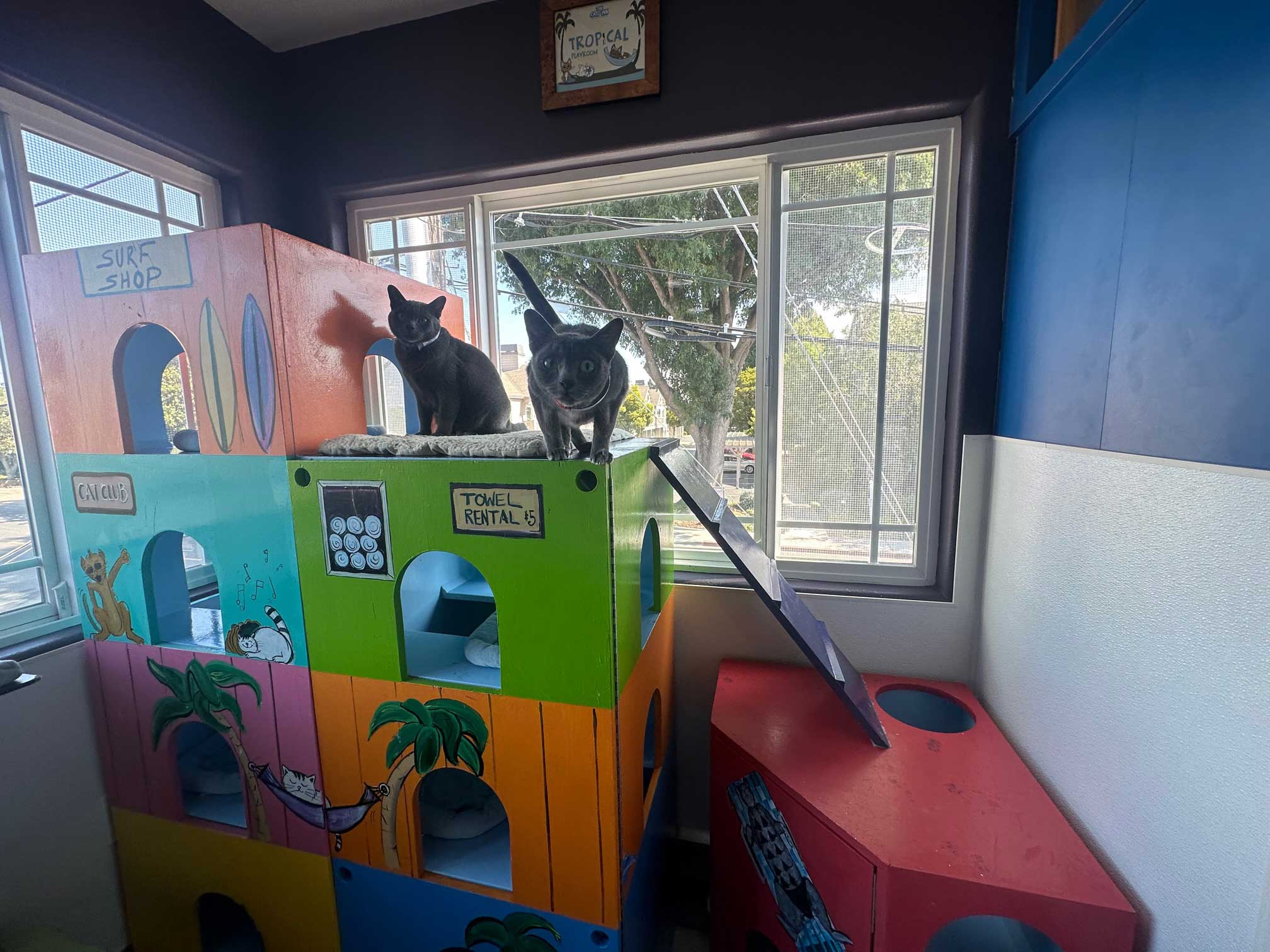 Tropical Playroom For Cats | The Cat's Inn