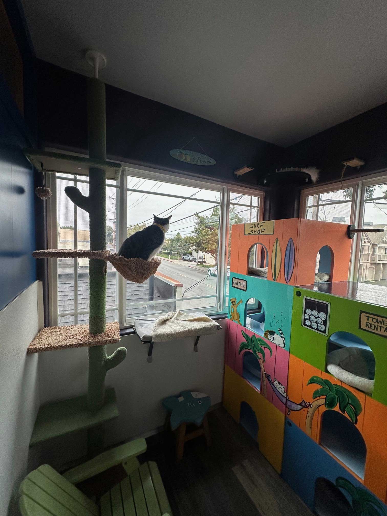 Tropical Playroom For Cats | The Cat's Inn