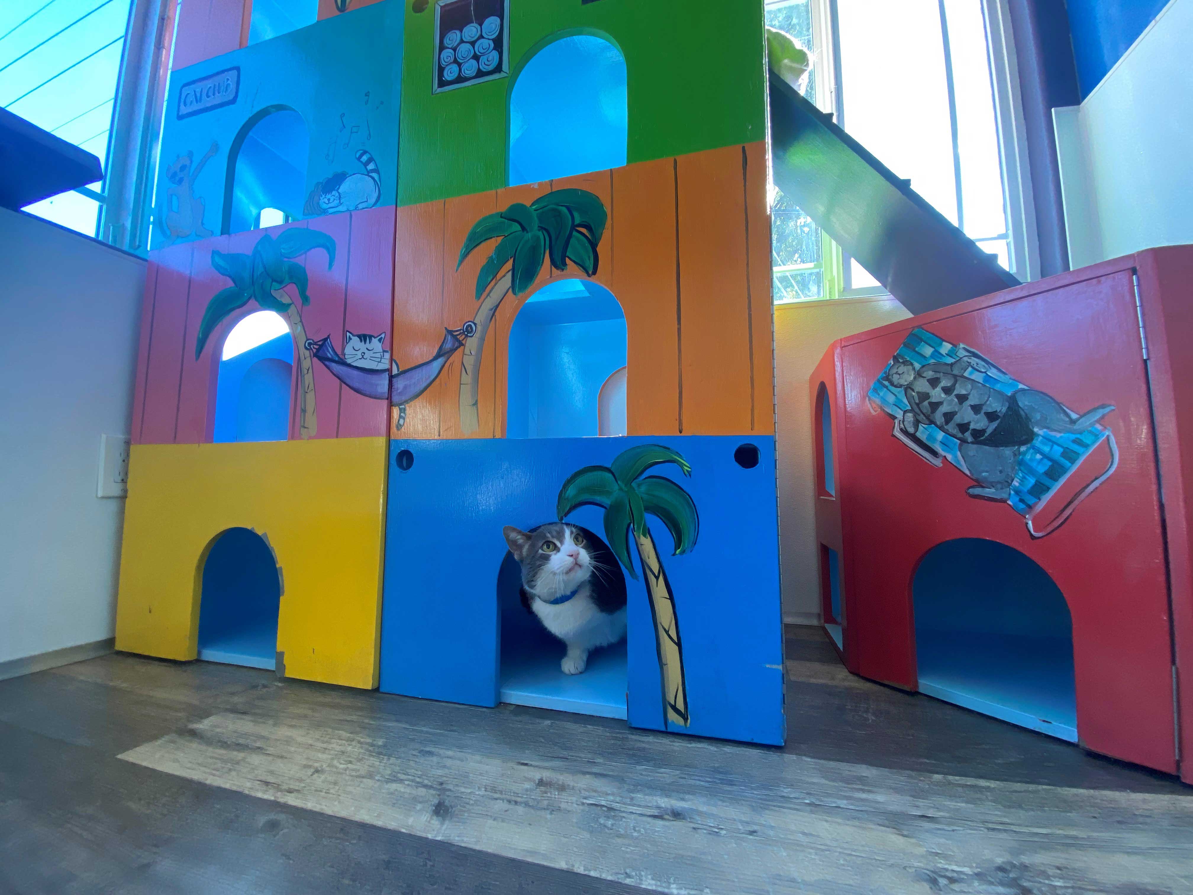 Tropical Playroom For Cats | The Cat's Inn