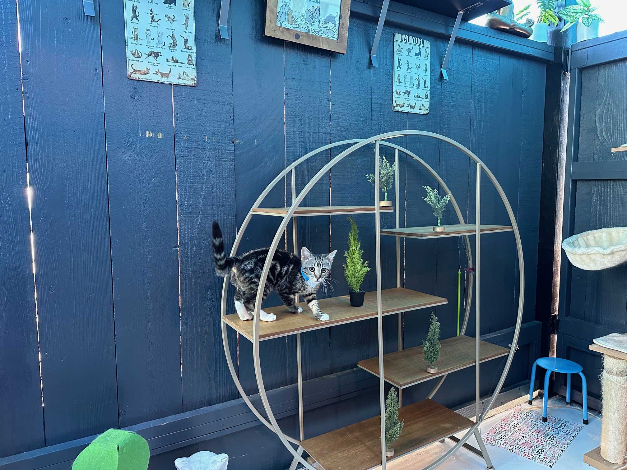 Zen Playroom For Cats | The Cat's Inn