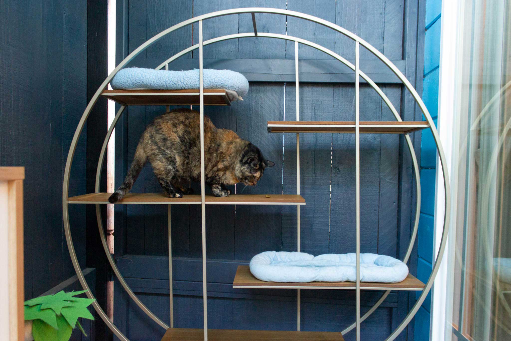 Zen Playroom For Cats | The Cat's Inn