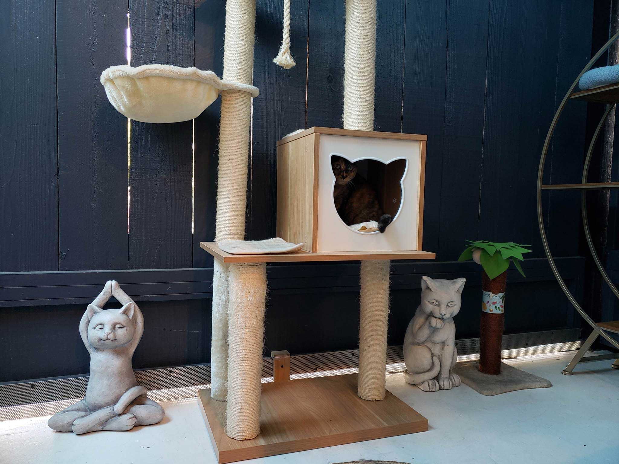 Zen Playroom For Cats | The Cat's Inn