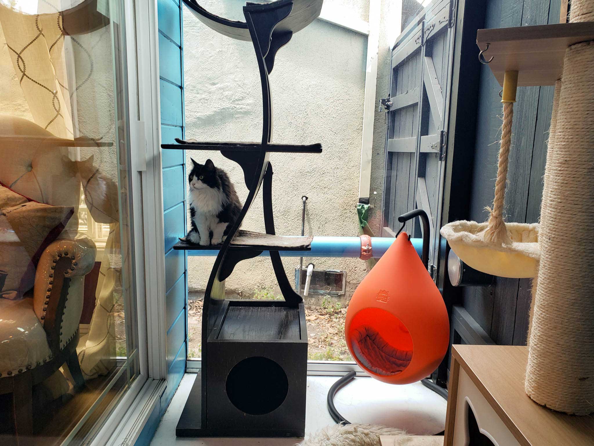 Zen Playroom For Cats | The Cat's Inn