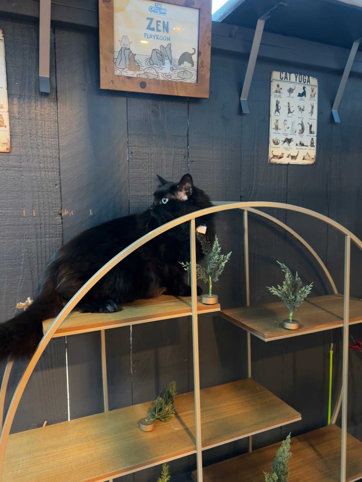 Zen Playroom For Cats | The Cat's Inn