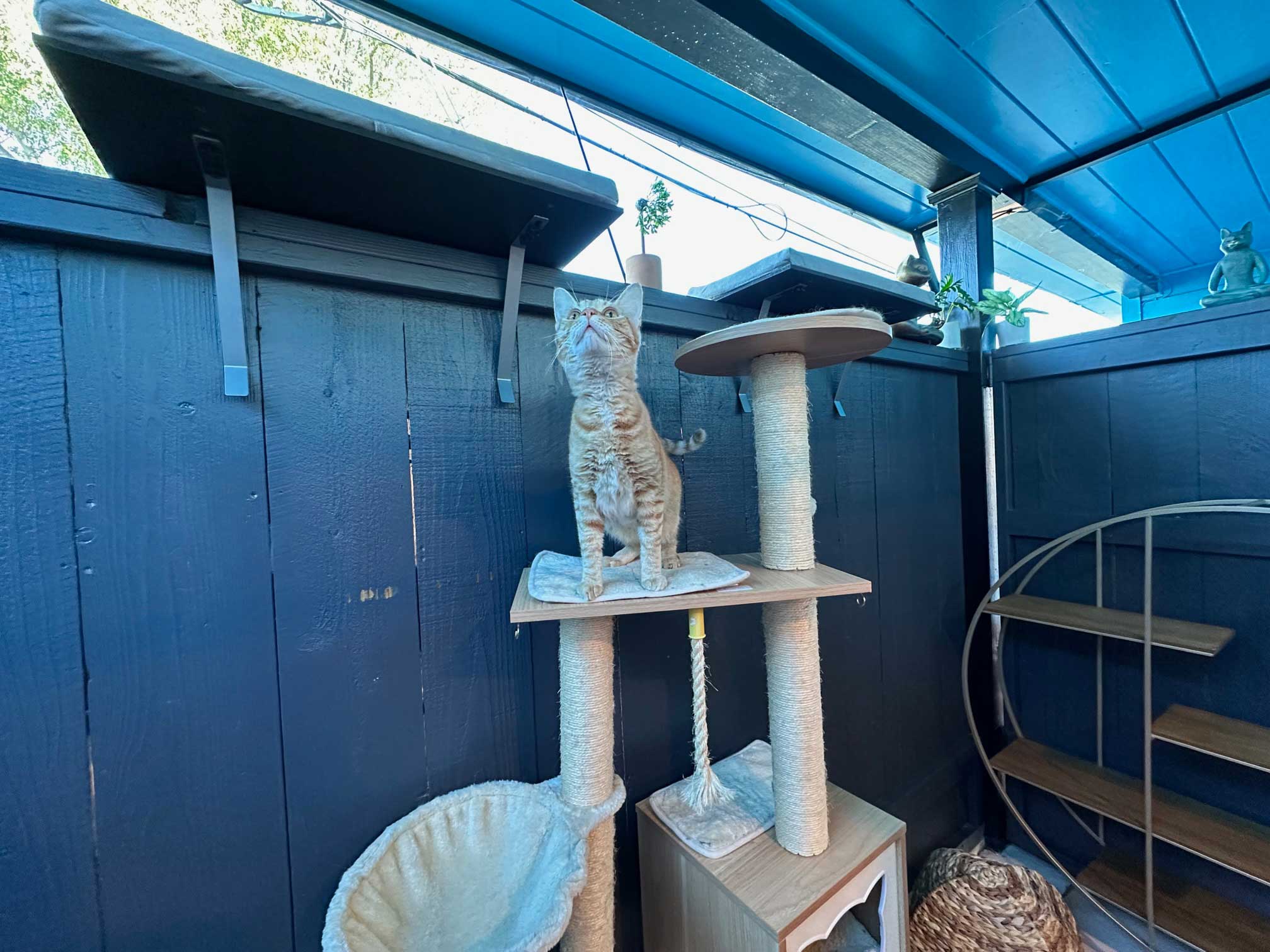 Zen Playroom For Cats | The Cat's Inn